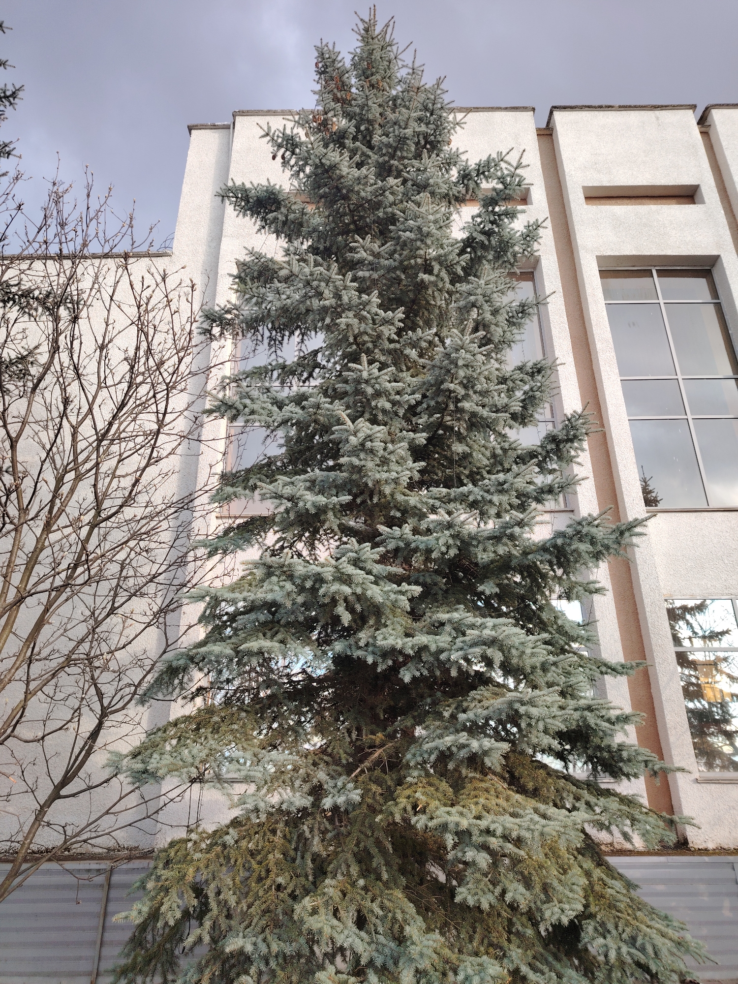 An outdoor, eye-level shot captured in Yanaul, Russia, prominently features a tall, conical blue spruce tree (Picea pungens) positioned centrally and dominating the foreground. The tree's dense foliage exhibits a distinct blue-green hue, with some lower branches displaying a more muted, brownish-green coloration.
To the left of the spruce, a deciduous tree with slender, bare branches stands against a building, suggesting late autumn, winter, or early spring. The background is occupied by a modern-style building with a textured white facade. It features large, dark-paned rectangular windows that reflect the overcast sky and the surrounding trees, including the spruce. The building's architecture is characterized by strong vertical and horizontal lines, with some recessed panels or elements appearing in a beige tone.
The scene is lit by soft, diffused daylight, indicative of an overcast sky, which casts subtle shadows on the building's textured surface. A gray, horizontally paneled structure or fence is visible at the very bottom of the frame, partially obscured by the spruce tree. There are no people or specific activities depicted, and no visible text. The overall impression is one of a quiet, somewhat minimalist urban or suburban landscape.