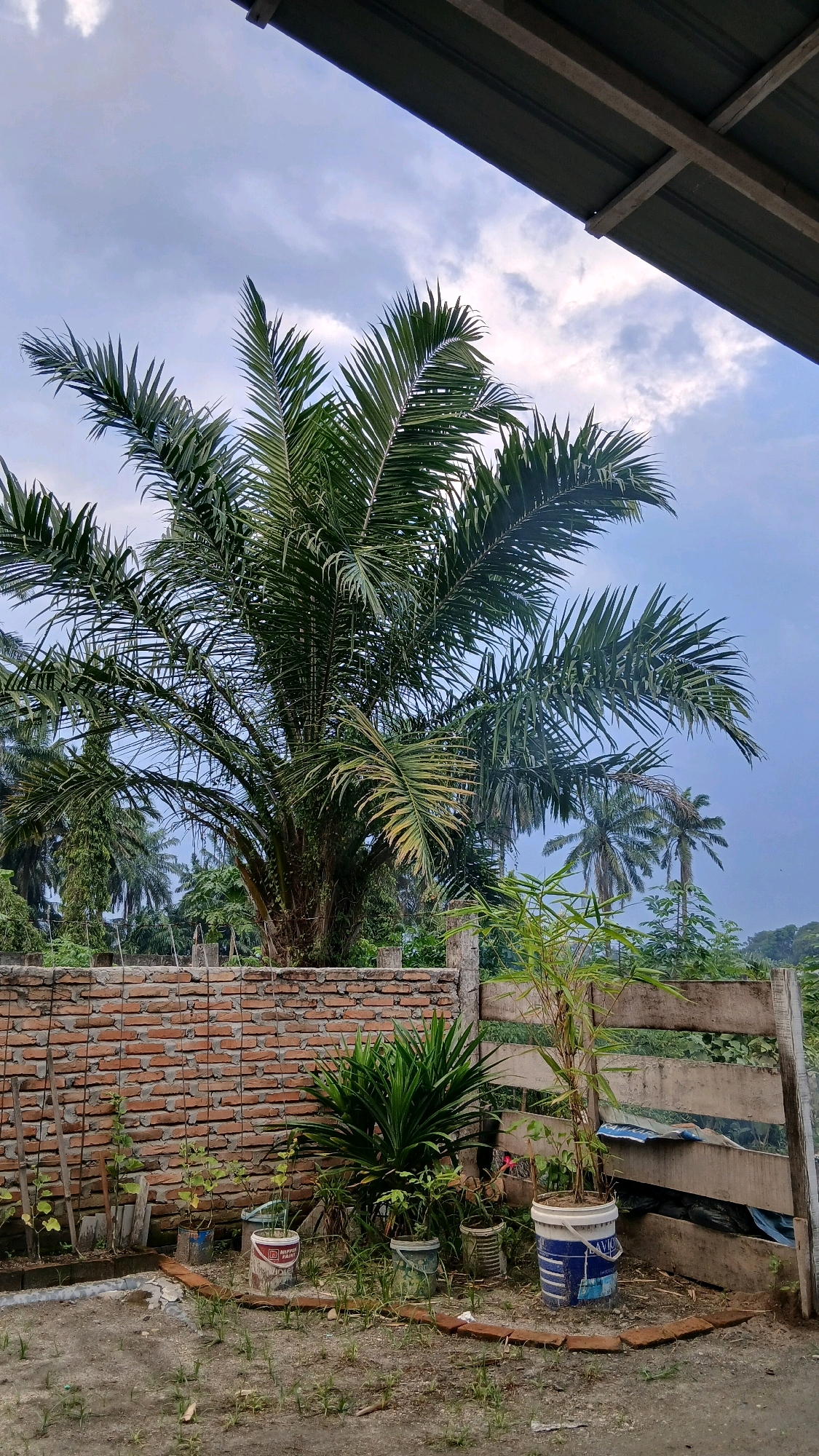 A medium shot captures a palm tree in a yard with a brick wall and a wooden fence under a cloudy sky. The palm tree is the main subject, with its fronds fanning out against the sky. In the foreground, a low brick wall divides the yard, with several potted plants arranged along its base. These plants include a bushy green plant and a tall bamboo plant in a blue and white bucket. The ground appears to be dirt with scattered grass. A wooden fence is visible on the right side of the image. The overall scene depicts a rustic outdoor space, likely in a residential area. The lighting suggests it is daytime, possibly late afternoon or early morning due to the soft light and clouds.