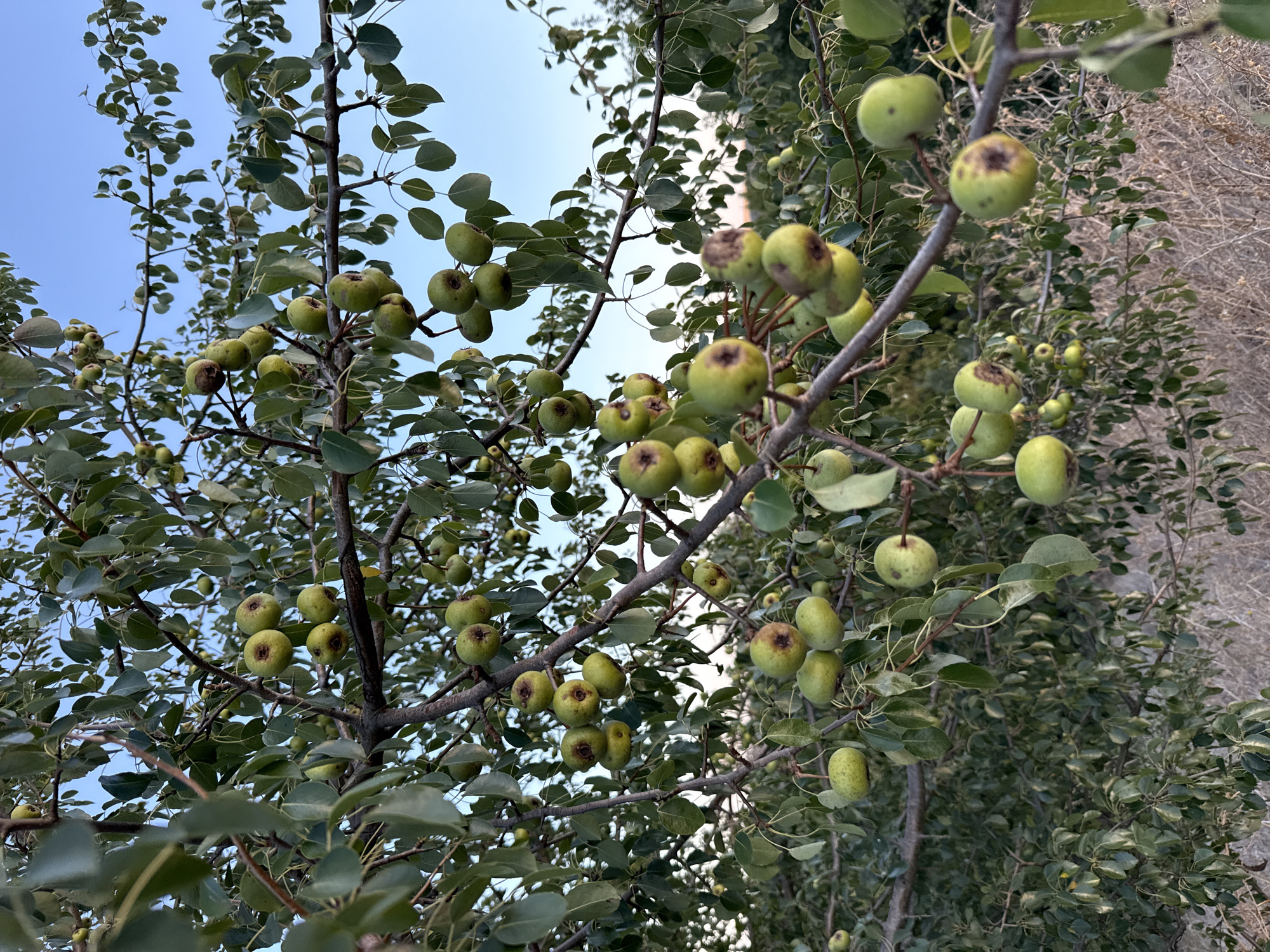 The image depicts a close-up view of a pear tree laden with fruit. The pears are small, round, and predominantly green with some exhibiting brown blemishes or spots. They are clustered along the branches, interspersed with the tree's green foliage. The branches themselves are brown and sinewy. In the background, the sky is a clear, pale blue, and the lower portion of the image reveals dry, brush-like vegetation. This scene is located in the village of Ekzarh Antimovo, Bulgaria, likely in an outdoor orchard or garden setting. There are no people or animals visible in the frame.