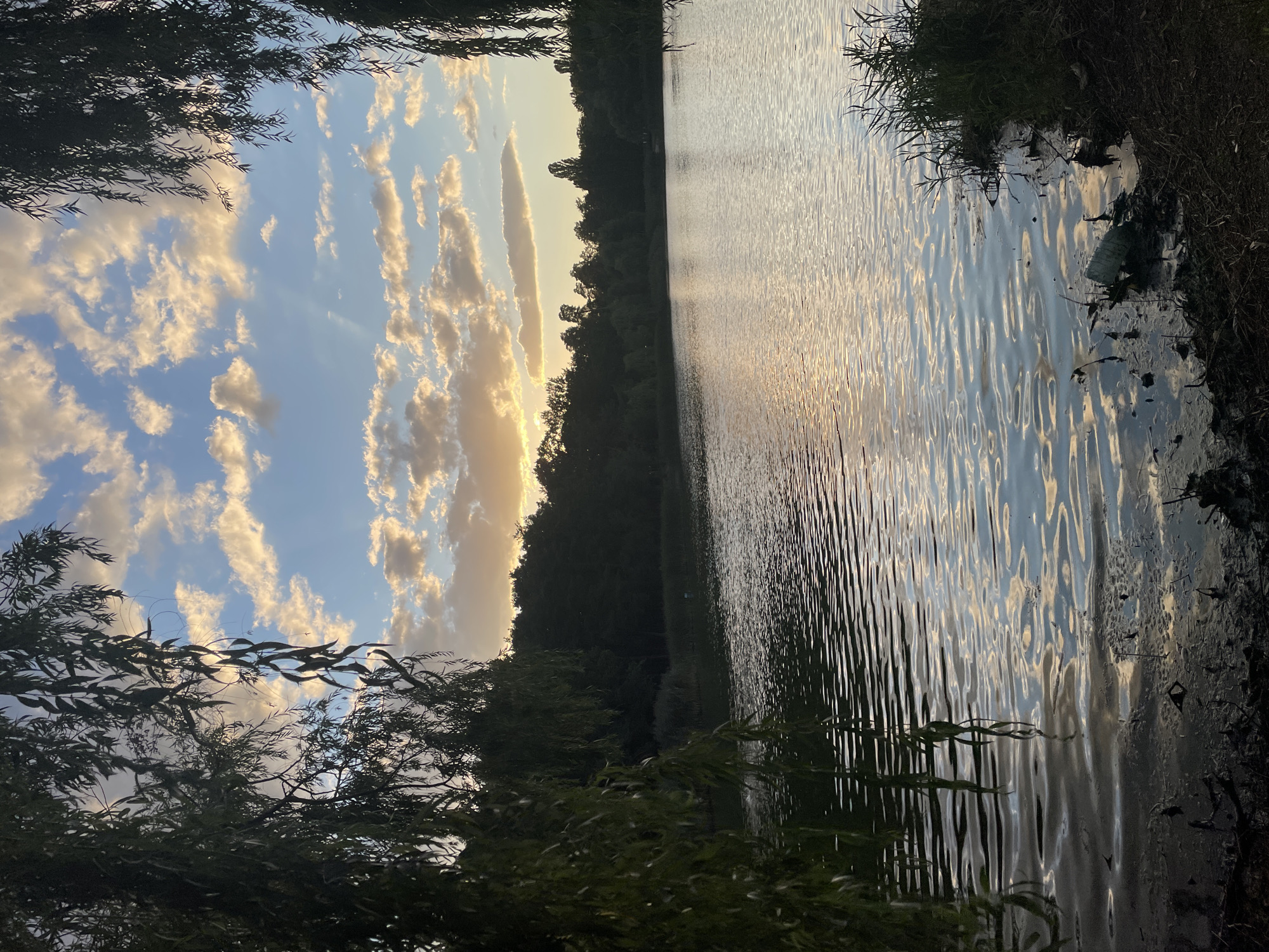 This is a photograph of a lake scene at sunset. The foreground is dark and muddy, with some sparse vegetation and a discarded plastic bottle on the right side. The lake itself is calm with gentle ripples reflecting the sky. In the background, a dense line of dark trees forms the shoreline. Above the trees, the sky is a mix of blue and white clouds, illuminated by the golden hues of the setting sun, with some sunbeams visible. Willow branches hang down from the top left and right of the frame, partially obscuring the view. The overall impression is one of natural beauty with a touch of environmental concern due to the visible litter.