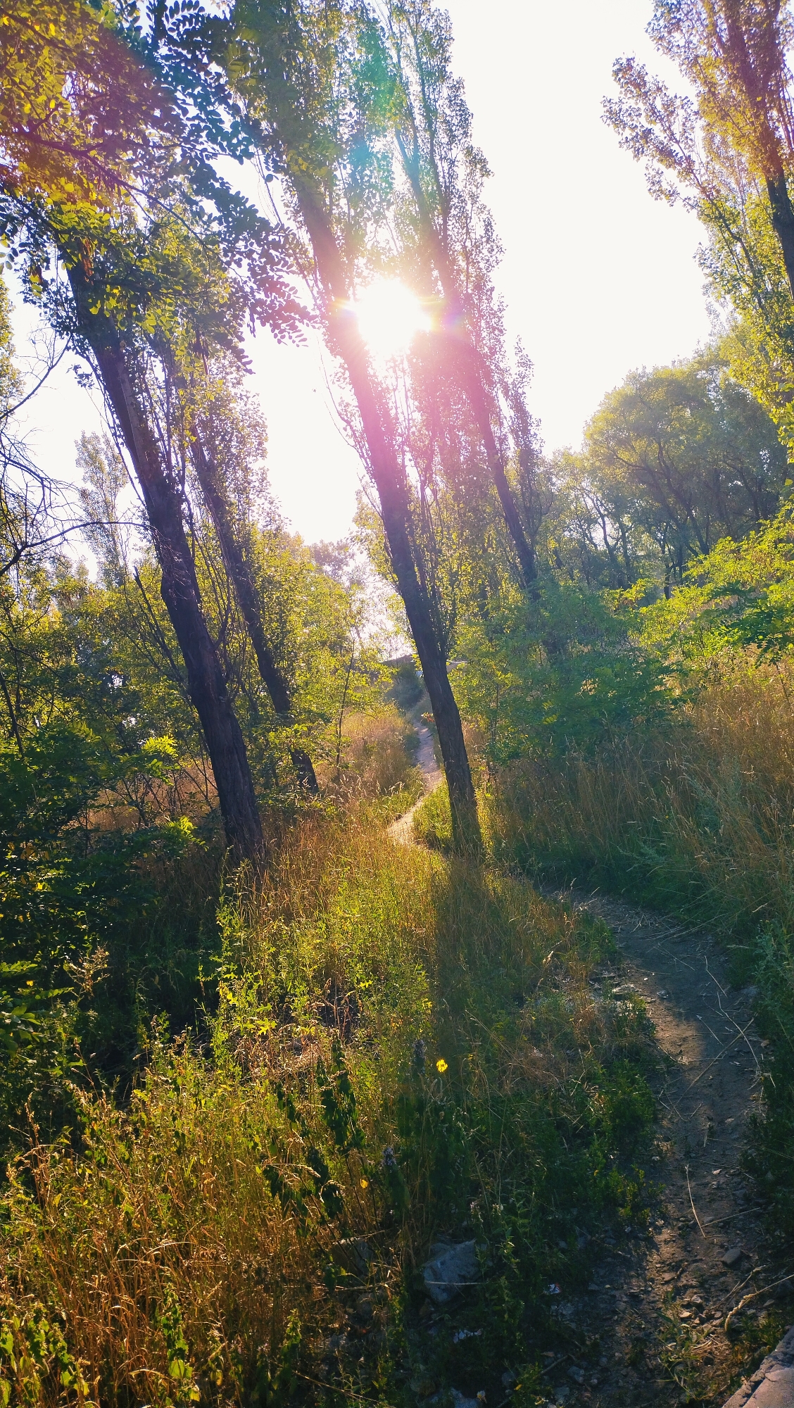 The image depicts a sun-drenched pathway winding through a dense forest or parkland, possibly in Horishni Plavni, Ukraine. Tall, slender trees with full green canopies dominate the scene, their trunks angled towards the sky. Sunlight streams through the leaves, creating lens flare effects and casting dappled light and shadows on the path and surrounding vegetation. The ground is covered with dry grass and scattered stones. The pathway itself appears to be made of dirt and gravel, with a slight upward incline suggesting it leads towards higher ground or a clearing. The overall impression is one of a peaceful, natural setting bathed in the warm glow of the sun.