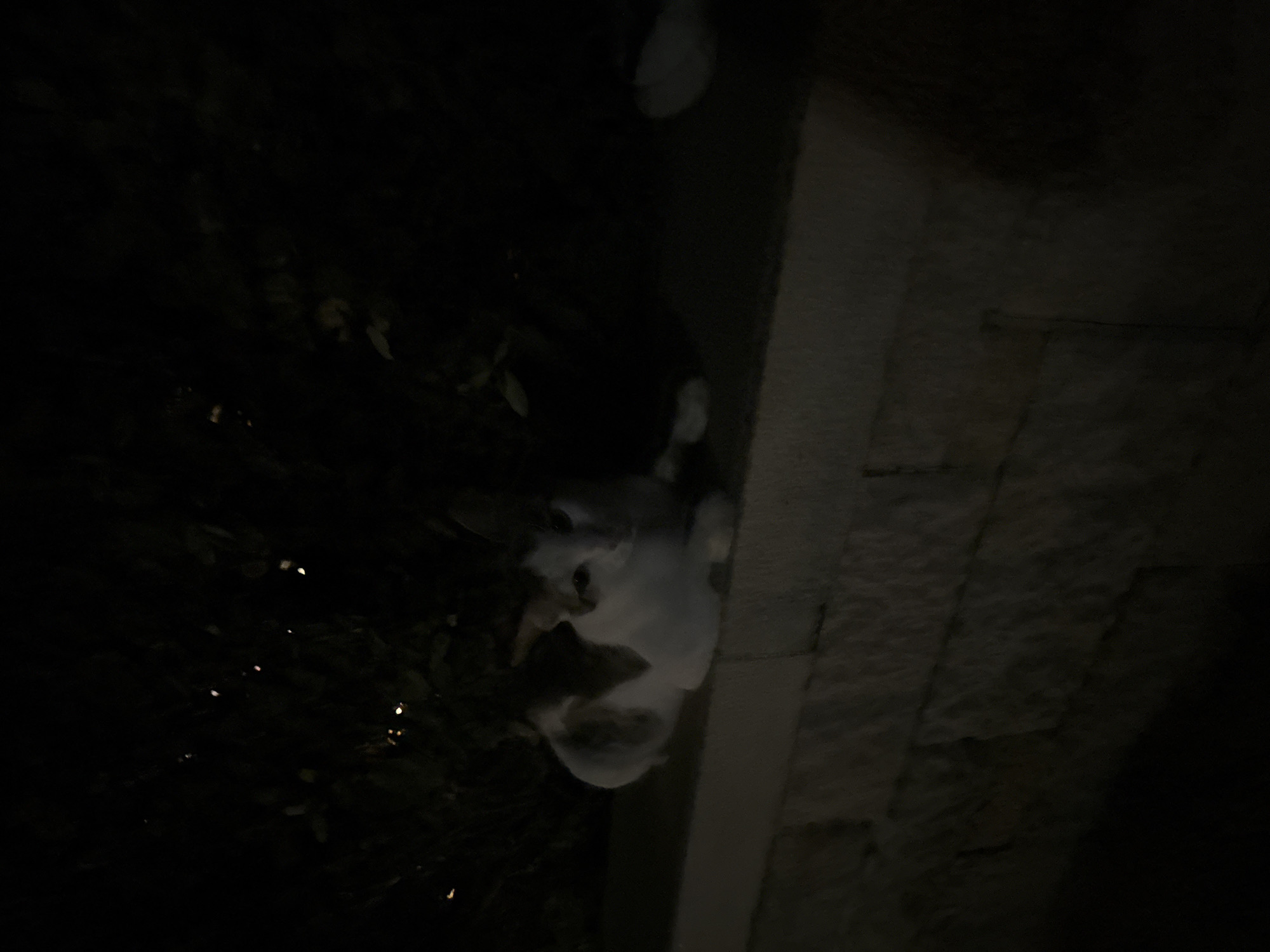 A calico cat with white, brown, and black markings is lying on a low, textured stone wall at night. The cat is facing the viewer, with its body curled on the wall and its head slightly tilted. Its eyes are open and appear to be reflecting light. The background is dark, with blurred foliage and some small lights visible, suggesting an outdoor setting possibly in a garden or yard. The stone wall has a rough, layered texture and appears to be part of a low barrier or ledge. The lighting is dim, with the cat being the most illuminated subject in the scene. The location is identified as Agios Tychona Community, Cyprus.