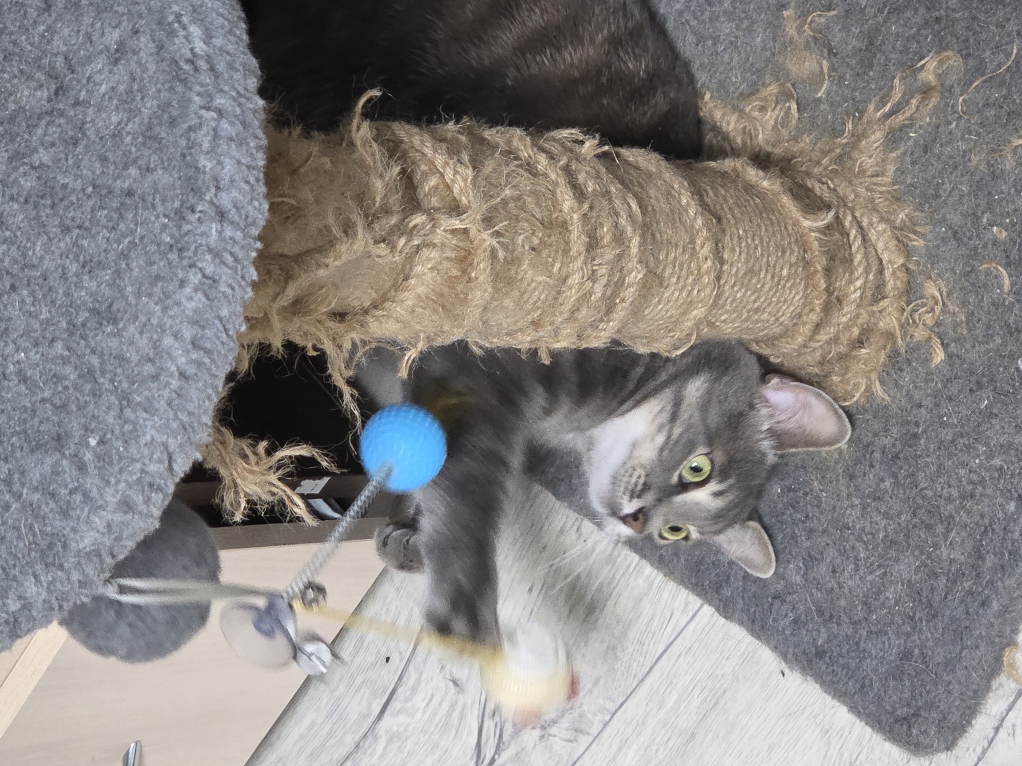 A gray tabby cat lies on a gray, carpeted surface, next to a cat tree with a rope-covered post. The cat is looking up and to the right, seemingly focused on a cat toy with a blue ball and a faux mouse dangling from it. Another cat, dark gray or black, is partially visible above the rope post. The background includes a light wood-patterned surface, possibly flooring.