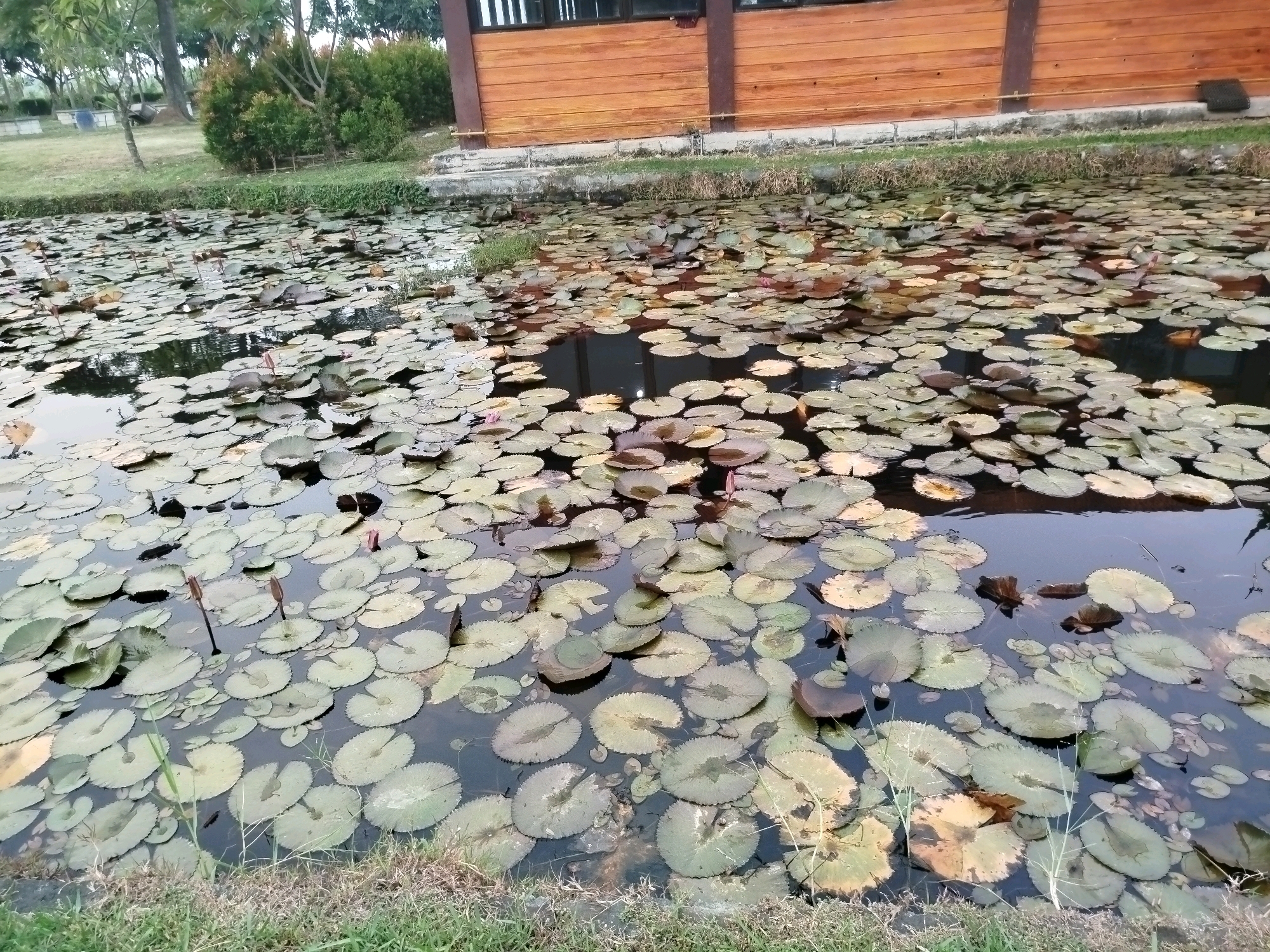 The image shows a tranquil pond filled with numerous lily pads, some of which have budding flowers. The pond is bordered by lush green grass and a body of water, with a wooden building in the background. The scene appears to be in Bugangin, Indonesia, suggesting a serene outdoor setting.