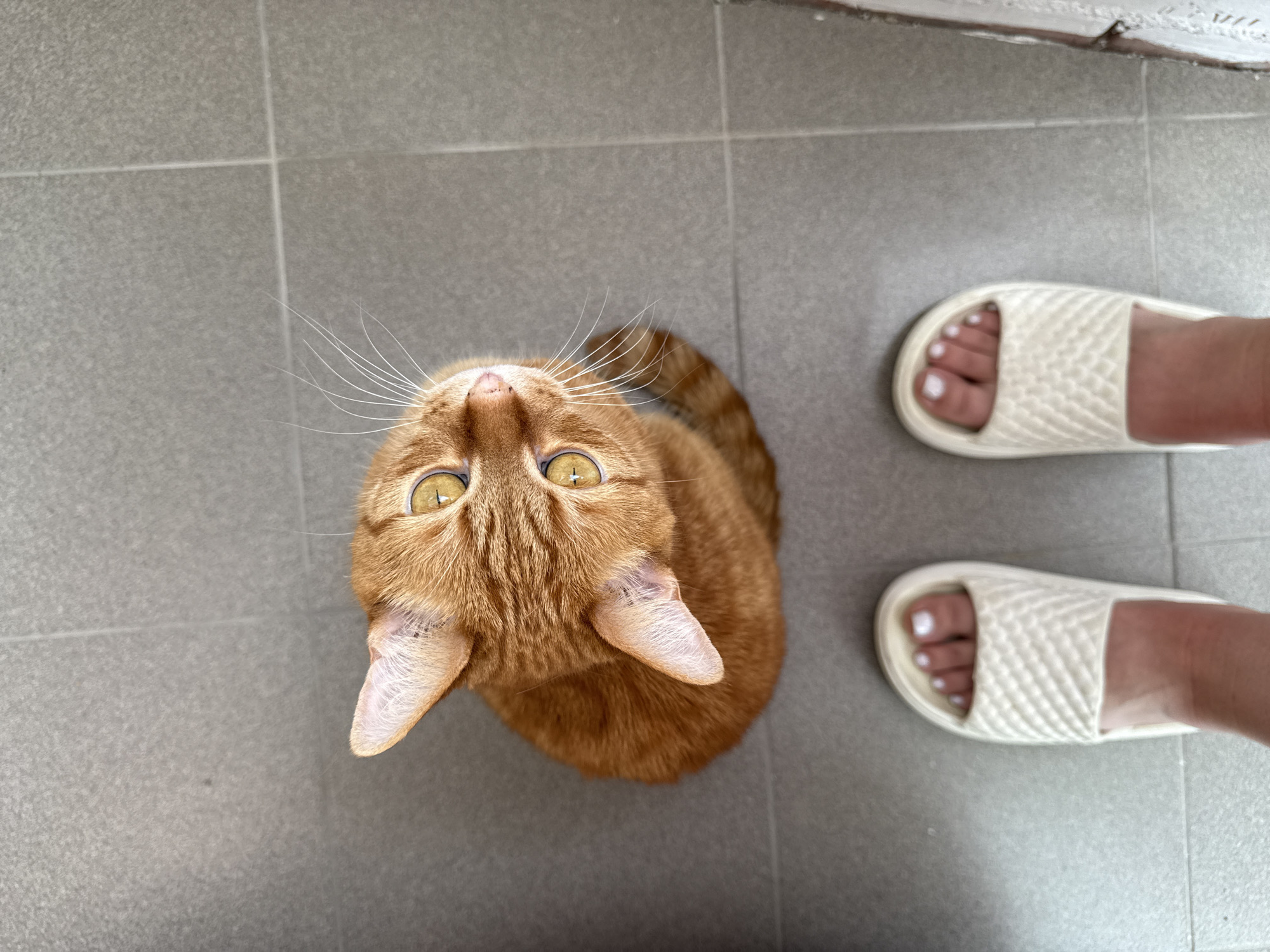 An overhead shot captures an orange tabby cat sitting on a gray tiled floor, looking upwards. The cat has bright yellow eyes, prominent white whiskers, and light pink ears. In the foreground, two feet wearing white slide sandals are visible, with toenails painted white. The environment appears to be indoors, possibly a home, with a tiled floor. There is no indication of the location being in Vologda, Russia.