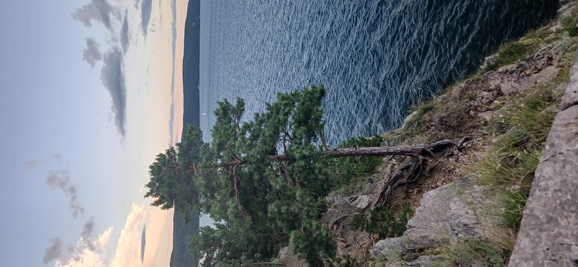 This is a vertical, medium-shot photograph of a rocky cliff overlooking a large body of water, likely Lake Turgoyak, in Turgoyak, Russia. A mature pine tree with a gnarled trunk and exposed roots grows precariously from the cliff edge, its branches extending towards the water. The tree is the primary subject, positioned slightly left of center. The water is a deep blue, with visible ripples indicating a slight breeze. In the distance, a dark, forested shoreline stretches across the horizon, under a pastel-colored sky transitioning from pink to pale blue, with scattered clouds. A small white sailboat is visible on the water, far from the shore. The cliff itself is composed of large grey rocks interspersed with patches of dry earth and sparse green grass and small wildflowers. The foreground consists of more rocks and grass, suggesting the viewpoint is from another elevated position on the same cliff. The overall impression is one of natural beauty and tranquility.