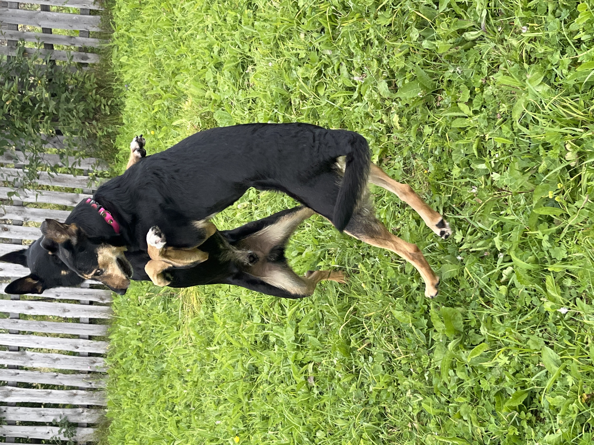 Two dogs, one larger and black, the other smaller and black and tan with a pink collar, are playfully interacting on a grassy lawn. The larger dog is standing on its hind legs, embracing the smaller dog. The smaller dog is also on its hind legs, with its front paws resting on the larger dog's chest. The background consists of a wooden fence and green foliage. The location is outdoors, likely a backyard or park, with no specific urban features identifiable to pinpoint it to Nizhny Tagil, Russia. The interaction appears to be playful and energetic.