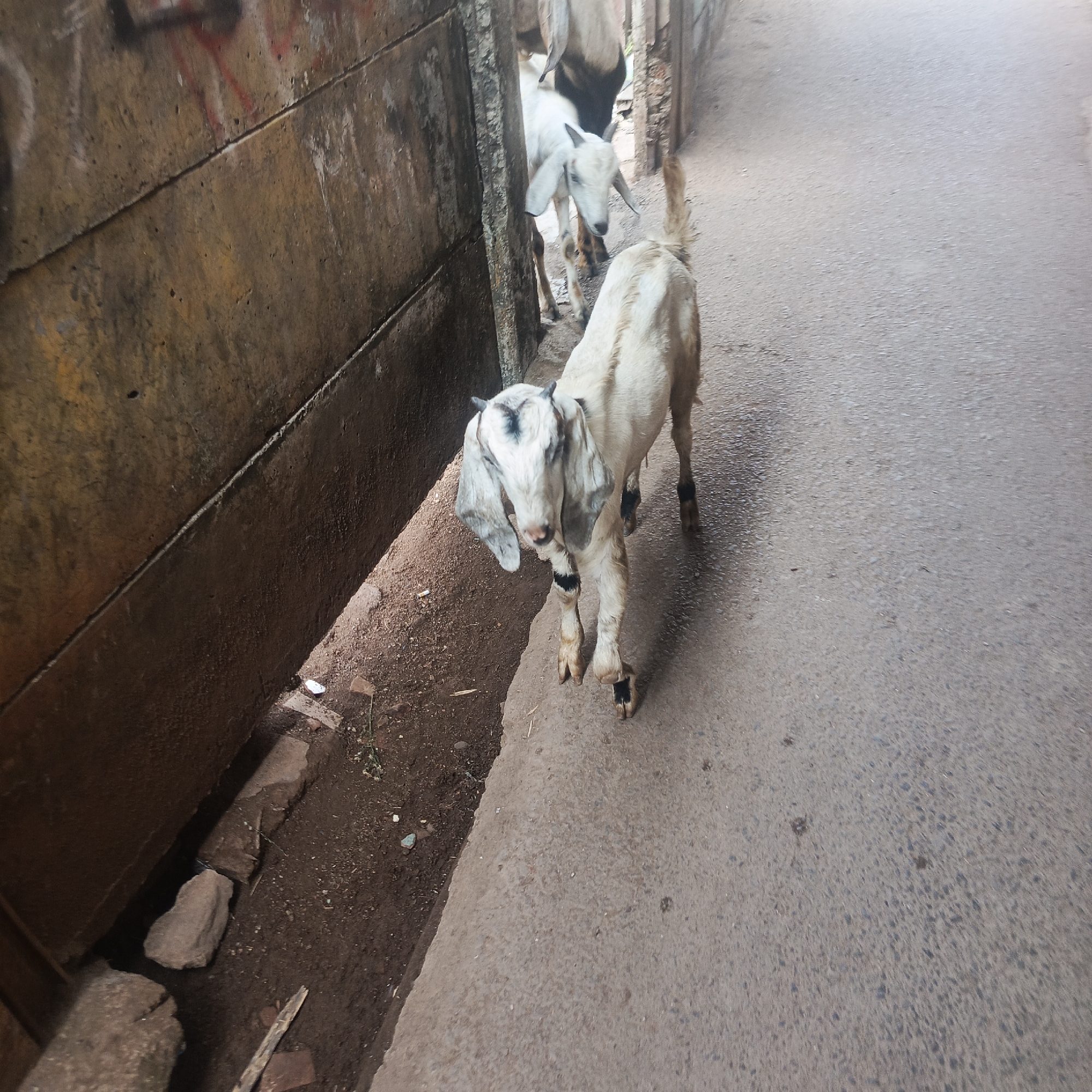 A young goat stands in a narrow alleyway between two walls in South Jakarta, Indonesia. The goat is mostly white with black markings on its face and legs. It has long, floppy ears and appears to be looking towards the camera. The alleyway is paved with asphalt and there is a dirt embankment on the left side of the image. Another goat, mostly white with black markings, can be seen behind the first goat. A third goat, mostly brown, is partially visible in the background. The walls are made of rough concrete and appear to be graffiti-covered. There are some pieces of debris scattered on the ground.