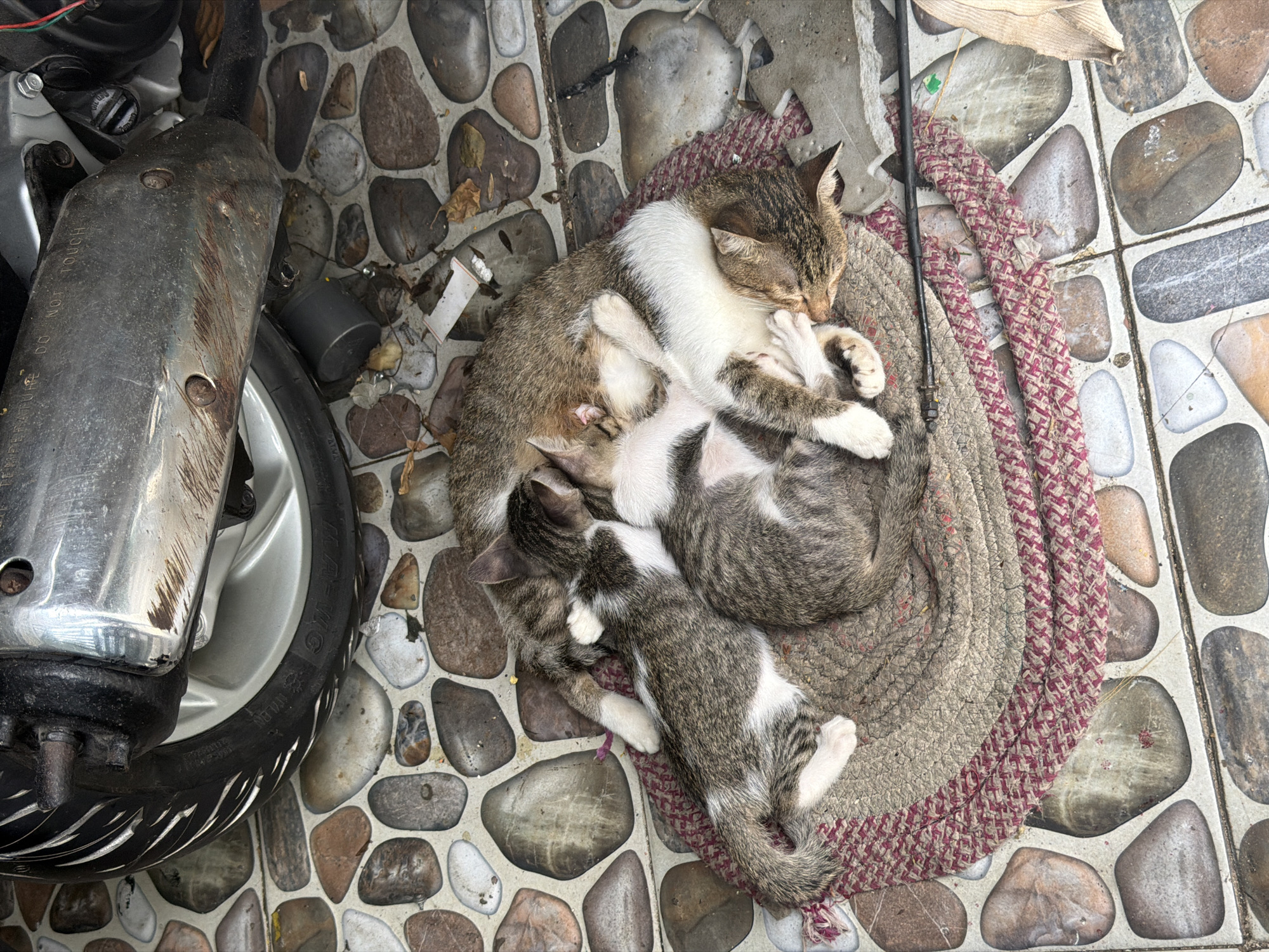 The image shows an adult tabby cat lying on a round, woven mat with a pink braided border, alongside two tabby kittens. The cats are resting close to a parked motorcycle, specifically next to the exhaust pipe and rear tire. The ground is tiled with stone-patterned tiles of varying colors and sizes. The location is Bac Nha Trang Ward, Vietnam.