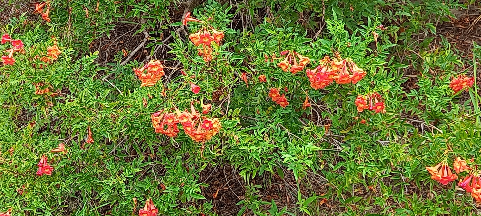 The image shows a dense growth of Trumpet Vine (Campsis radicans) in full bloom. The flowers are a bright orange-red color and clustered together. The foliage is dense and green. The scene appears to be outdoors, possibly in a garden or wild area. No people are visible. The location is Baan Wang Ta Kien, Thailand.