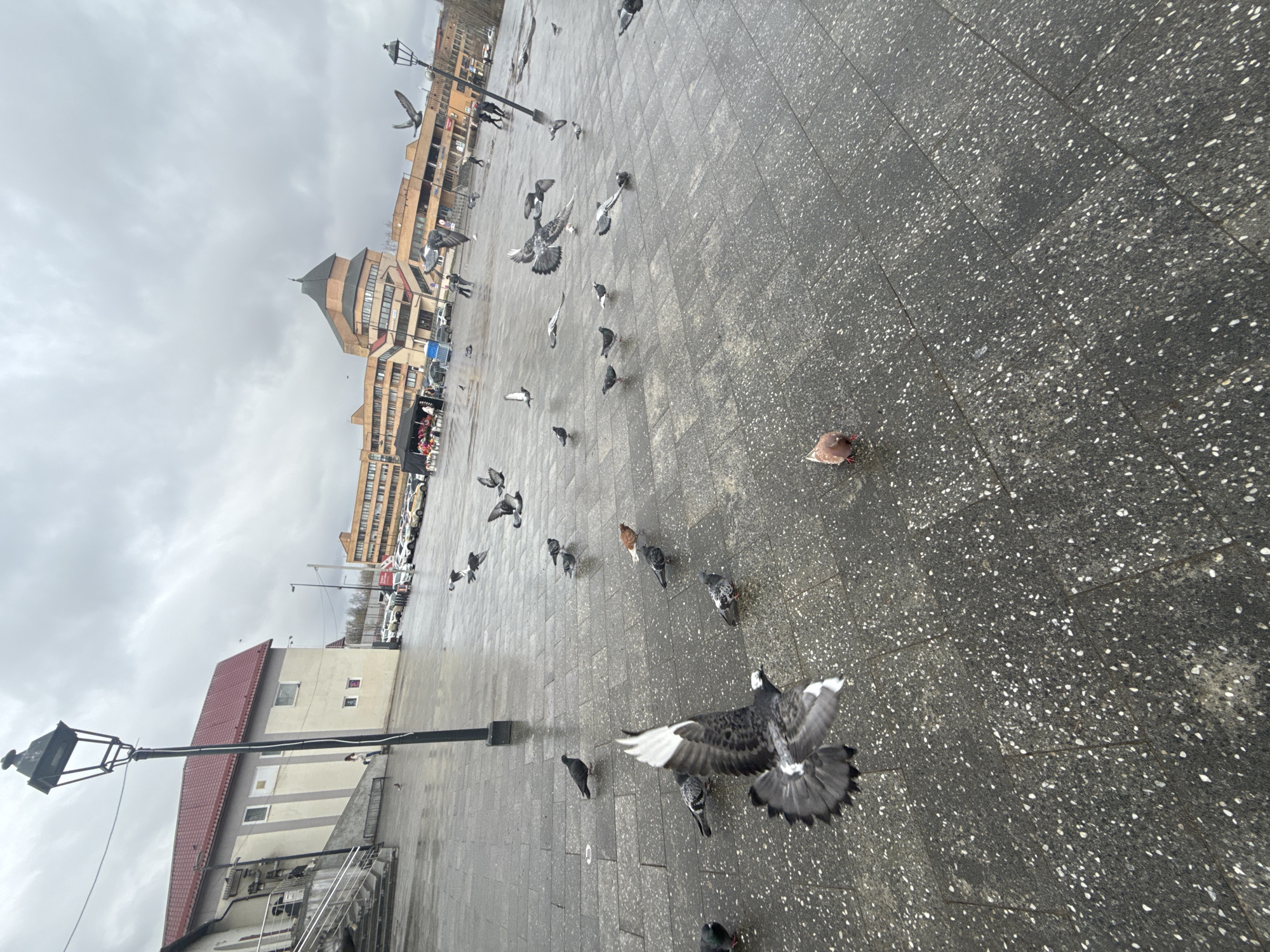 The image shows a plaza in Dmitrov, Russia, filled with pigeons. The ground is paved with gray speckled stones. In the background is a multi-story brick building with a steeple-like structure. There is a street with parked cars in front of the building. A red-roofed building is on the left side of the frame, and a black street lamp stands near the bottom left. Some pigeons are on the ground, while others are in flight. The sky is overcast.