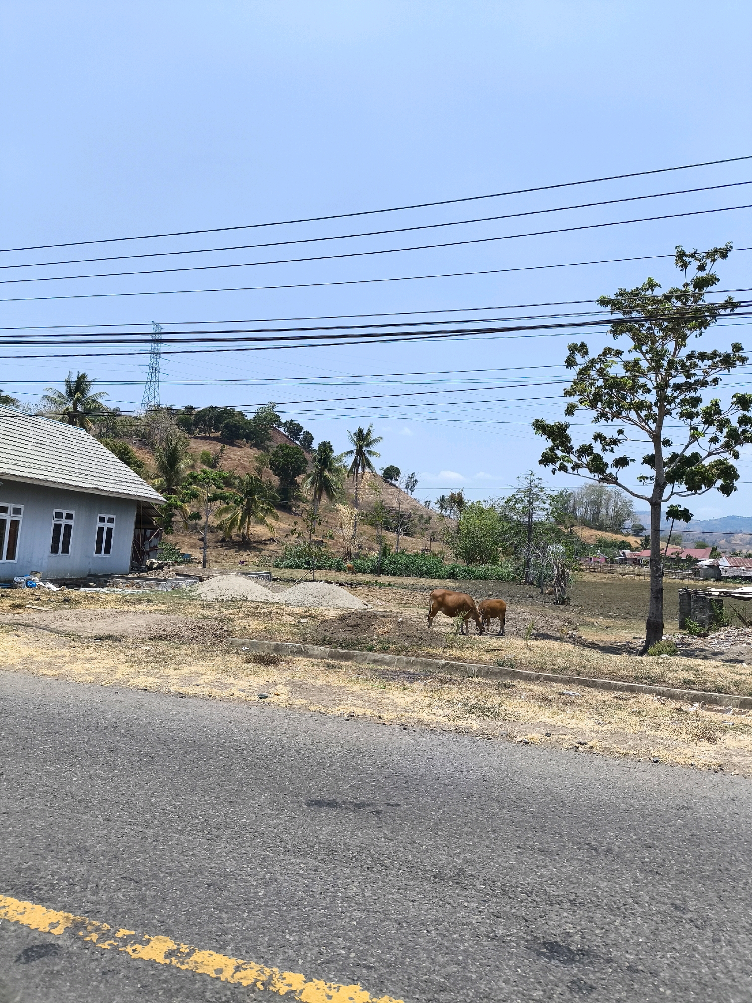 This is a landscape photograph taken in the city of Kwandang, Indonesia, under a clear blue sky. In the foreground, a paved road with a broken yellow line runs horizontally across the bottom of the frame. To the right of the road, a dry, grassy area is visible.
In the middle ground, a light-colored, single-story house with a grey tiled roof and white-framed windows is situated on the left. Several piles of grey sand or gravel are present near the house, suggesting construction or landscaping work. Two brown cows are grazing in a dry, scrubby field. A tall tree with green foliage stands to the right of the cows.
The background features a hilly terrain with sparse vegetation and palm trees. A prominent electricity pylon is visible on the hillside. Further in the distance, more houses with red roofs can be seen. Power lines stretch across the upper portion of the image, partially obscuring the sky and the pylon. The overall scene depicts a semi-rural setting with elements of both residential and infrastructure development.
