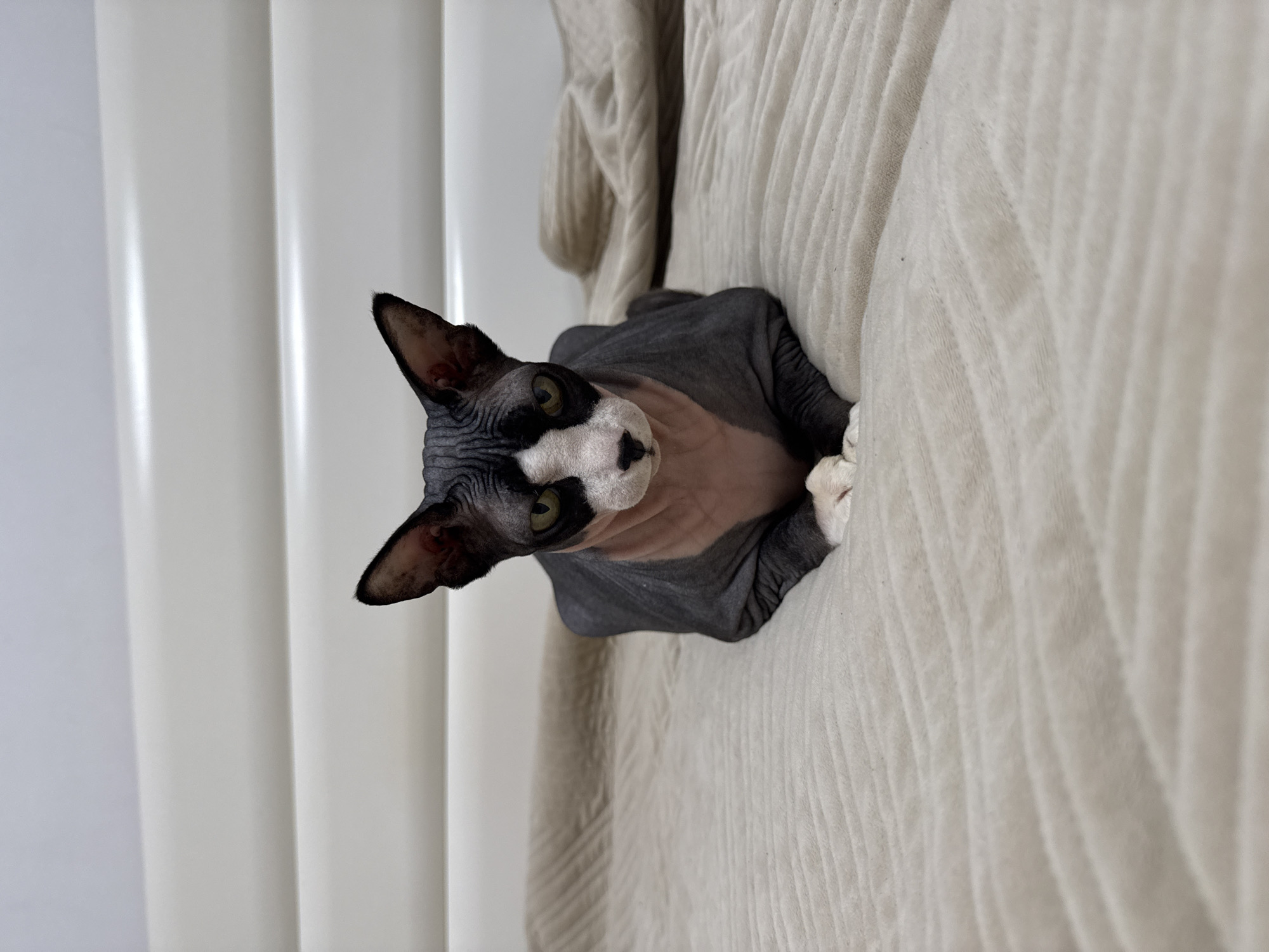 A Sphynx cat with predominantly dark gray wrinkled skin and a white face with black markings is positioned on a textured, off-white upholstered surface, likely a sofa or bed. The cat is looking directly at the camera with greenish-yellow eyes. Part of its body is obscured by the cushioning, suggesting it is nestled into it. The background shows what appears to be a set of vertical, off-white panels or curtains. The orientation of the photo is tilted to the right. The location in Netanya, Israel is not discernible from the information provided.