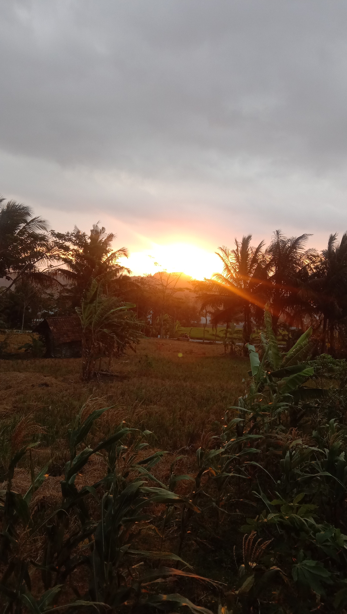 The image depicts a sunset scene in a rural area, likely in Paguyangan, Indonesia, with a focus on natural elements and rustic structures. The sky is partially obscured by heavy, grey clouds, but a brilliant orange sun is visible near the horizon, casting warm light and sunbeams through the silhouetted palm trees. The foreground is dominated by lush green corn stalks, their leaves catching the fading light. In the middle ground, dry, yellowed grass covers the land, interspersed with more palm trees and banana plants. A small, traditional hut with a tiled roof is nestled among the vegetation, suggesting a residential dwelling or agricultural structure. The background features a gentle slope covered in trees and vegetation, with the setting sun illuminating the landscape. The overall atmosphere is serene and natural, characteristic of the Indonesian countryside during sunset.