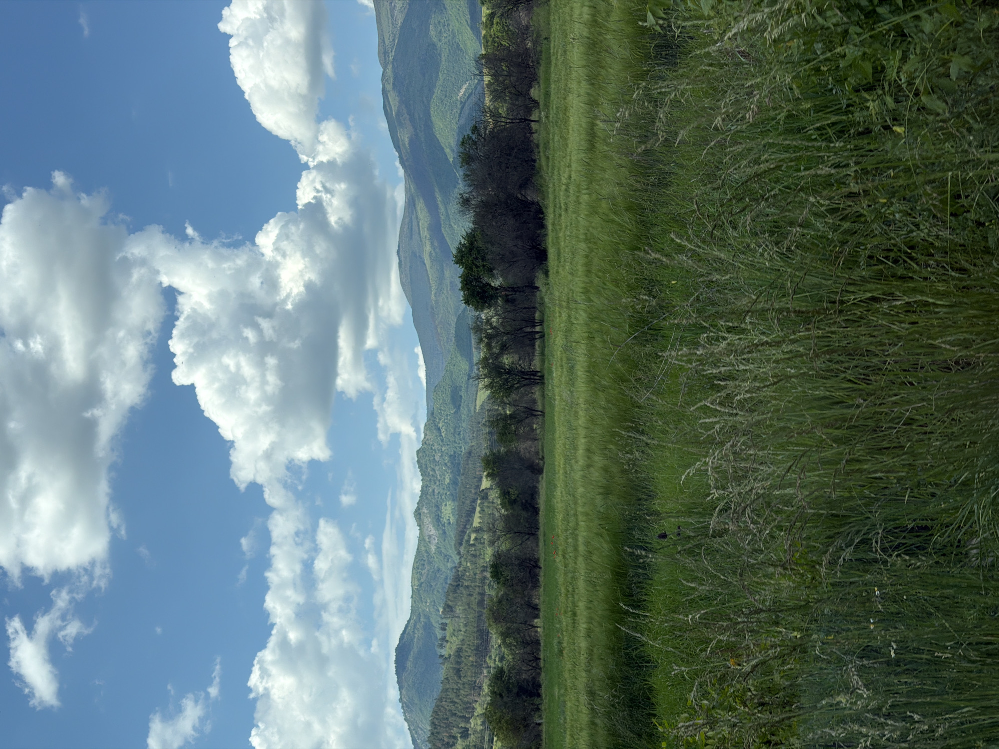 The image depicts a landscape with a mountainous backdrop under a partly cloudy sky. The foreground features tall, wild grass and green vegetation. A line of trees is visible, separating the grassy field from the foothills of the mountains. The sky is bright blue with fluffy white clouds. The image appears to be taken in a rural or semi-rural setting. Given the prompt, the location of Mirkovo, Bulgaria is implied.