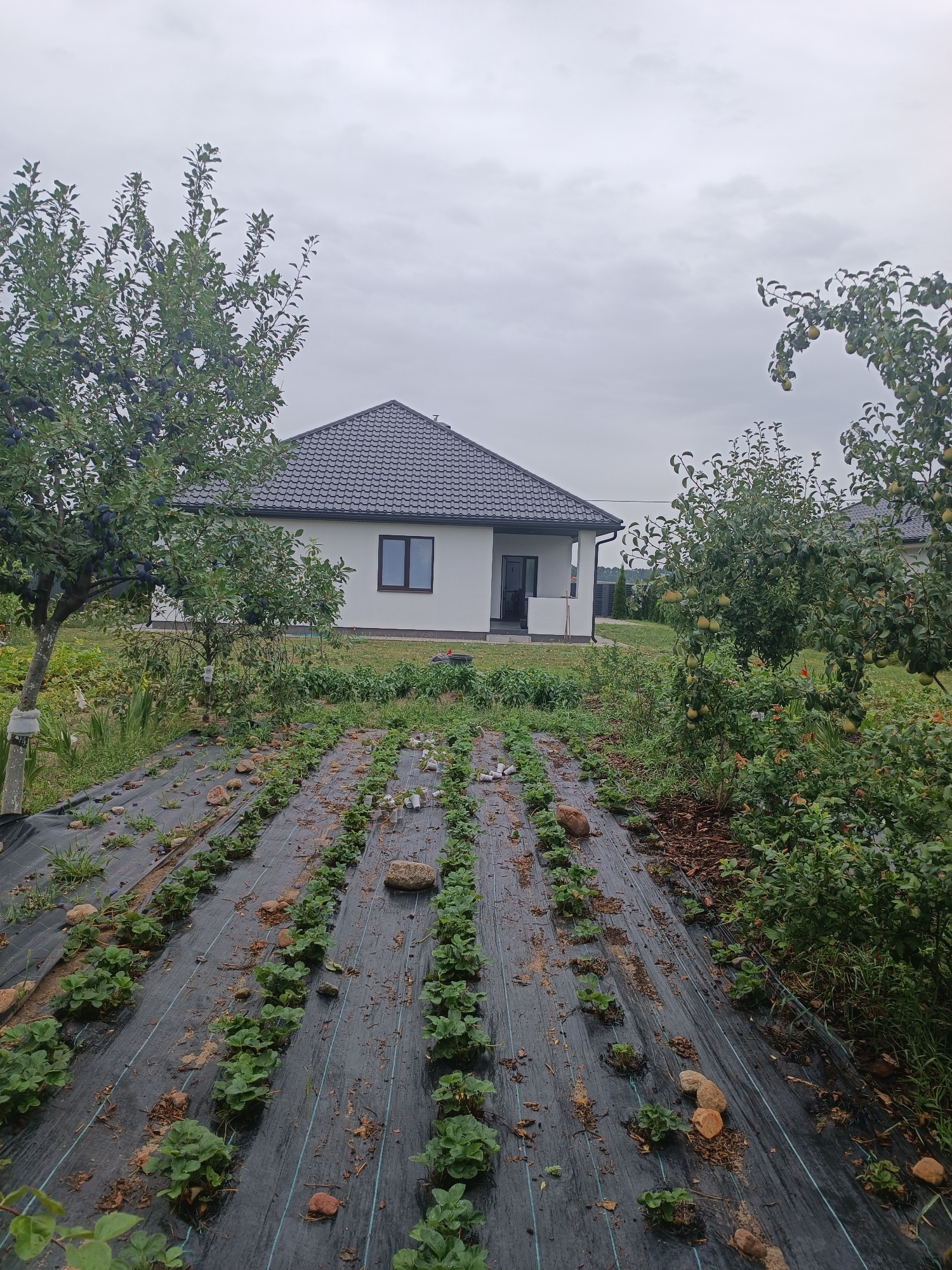 The image depicts a garden area with rows of strawberry plants covered in black landscape fabric. Several small rocks are scattered among the plants. In the background, a modern white house with a dark tiled roof is visible. There are trees in the foreground and midground, including a tree with dark fruit, likely plums, on the left, and a tree with green fruit, likely pears, on the right. The sky is overcast. The location is identified as Тэльмінскі сельскі Савет, Belarus.