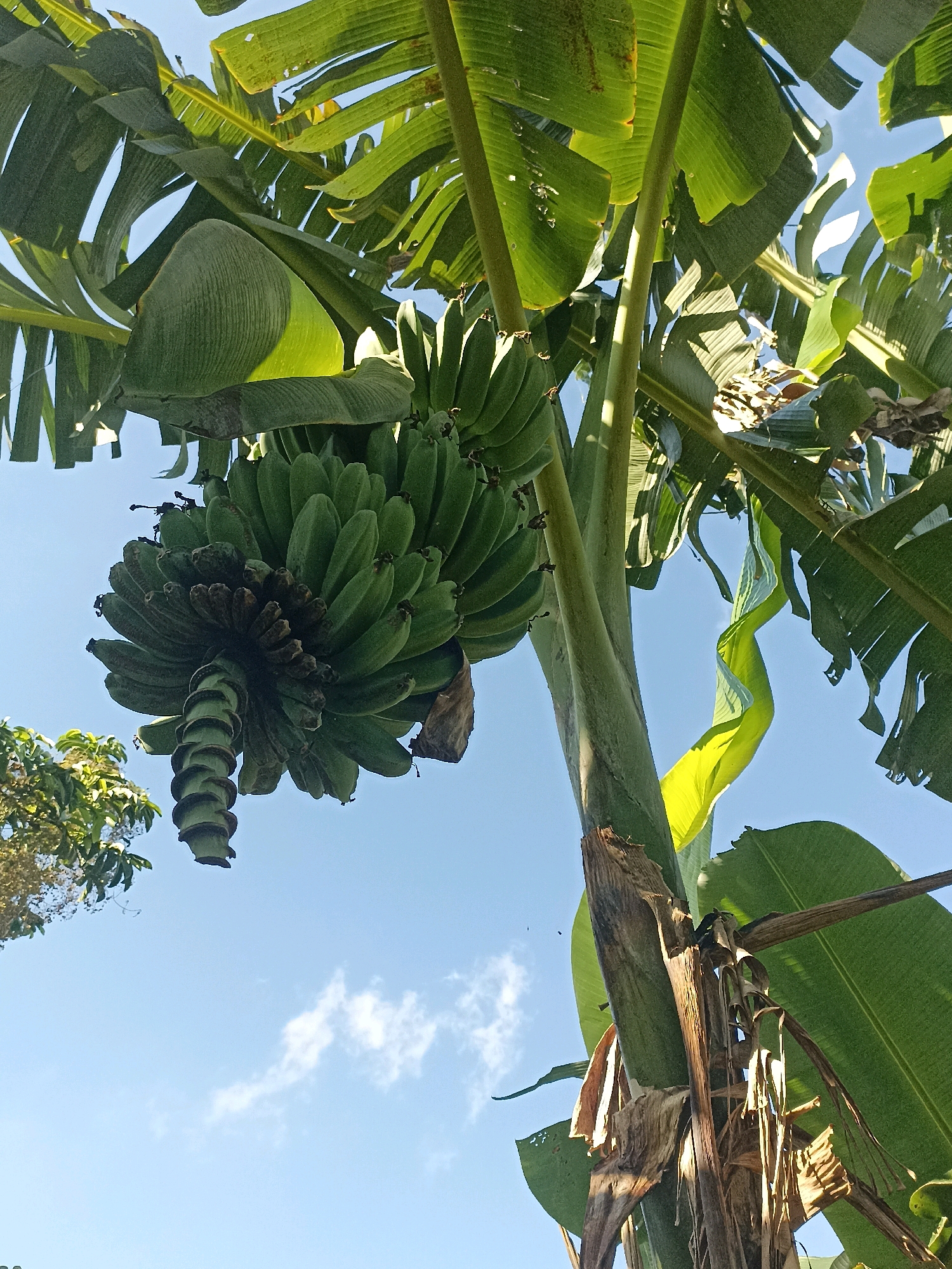 A low-angle, full outdoor shot captures a bunch of unripe green bananas hanging from a banana plant against a clear blue sky in Mojopanggung, Indonesia. The bananas are clustered together, with the stem of the bunch curving downwards. Large, green banana leaves dominate the upper portion of the image, some of which are torn or have holes. A portion of the banana tree's trunk, with dried, brown leaves attached, is visible on the right. The sky is bright blue with a few wispy white clouds. The lighting suggests it is daytime, likely morning or afternoon. There are no people or animals visible in the frame.