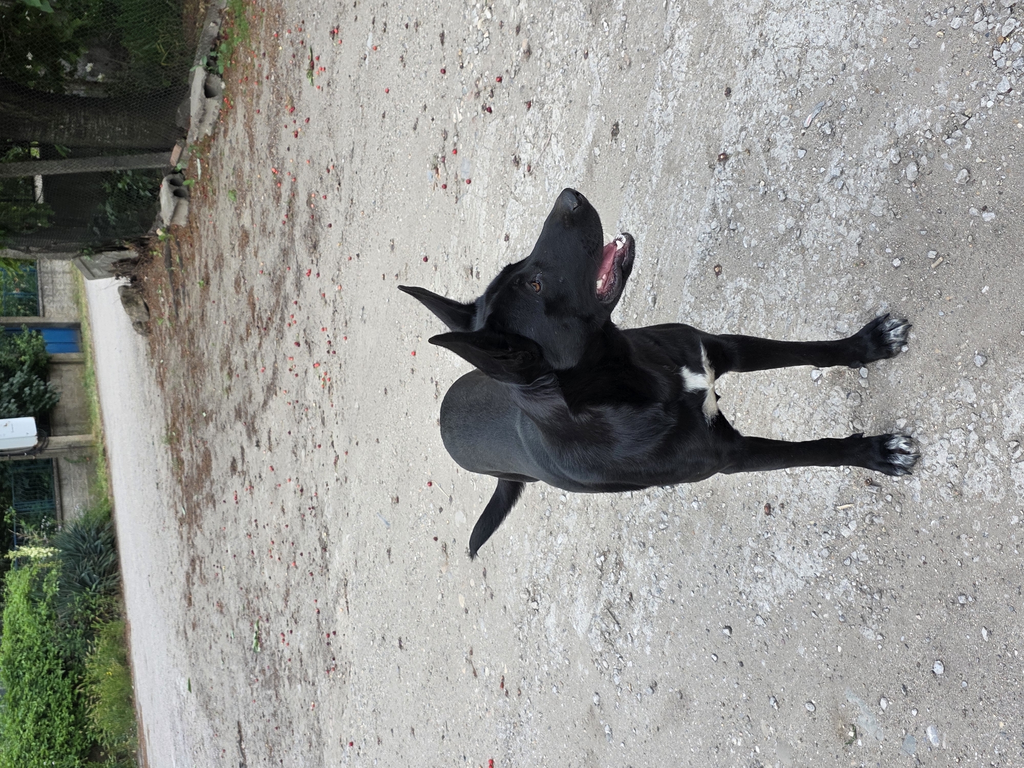 The image shows a black dog with some white markings on its chest and paws, standing on a dirt and gravel surface. The dog is looking upward with its mouth open. The background shows a path lined with greenery on one side and a fence and some buildings on the other. The setting appears to be outdoors. Based on the location provided (Pokrayna, Bulgaria), the scene is likely a street or path in this city.