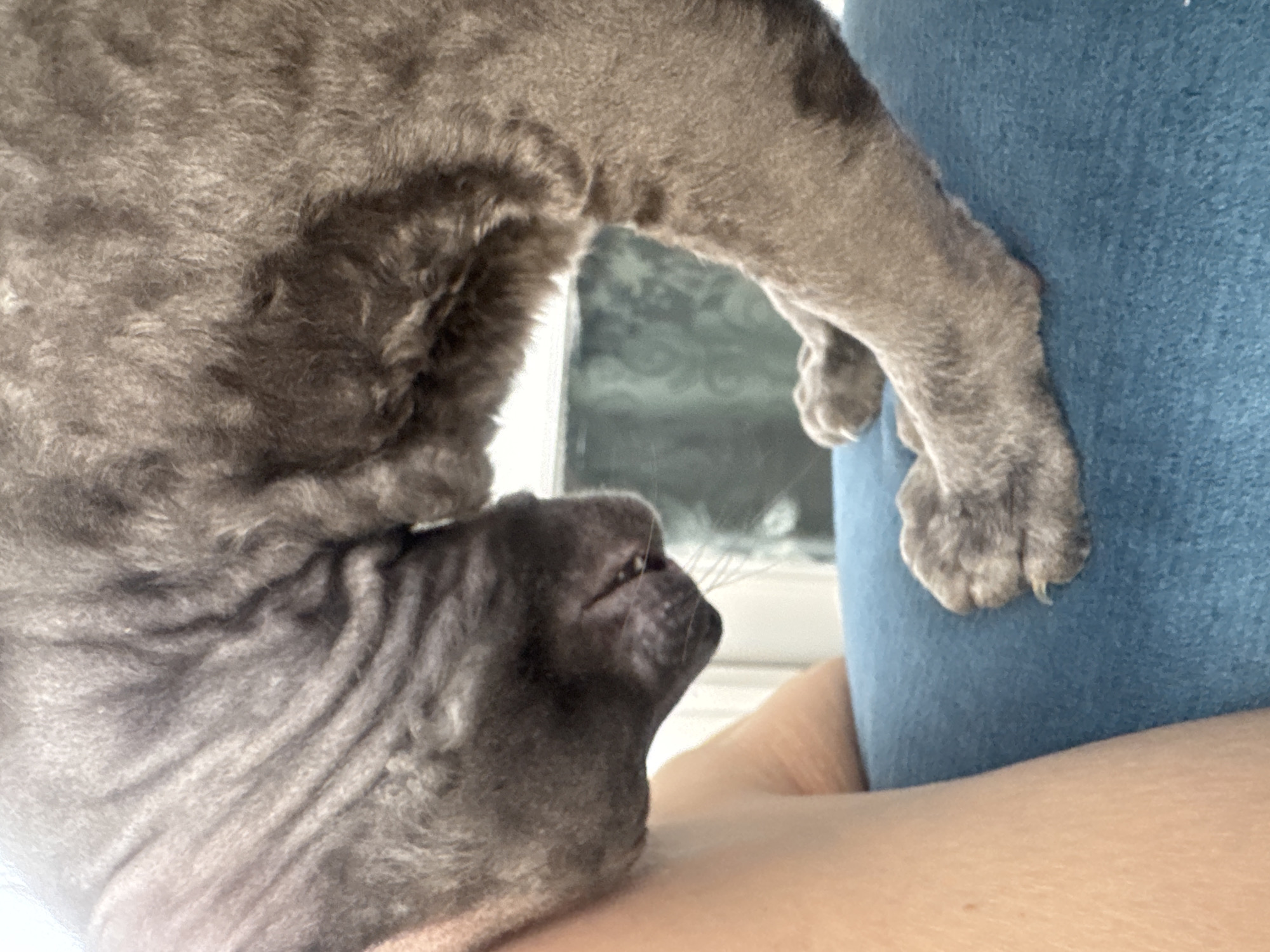 This media file is a close-up, medium shot of a grey, possibly hairless, cat. The cat's head is visible in the foreground, with its eye looking to the right. Wrinkles are prominent on the cat's head and neck. Part of the cat's body and a paw are visible in the background, resting on a blue fabric surface. A glimpse of a window with a light-colored frame and what appears to be foliage outside is visible through a gap between the cat and the blue fabric. The lighting suggests it is daytime. The context indicates the location is Ramat Gan, Israel. No text is visible in the image.