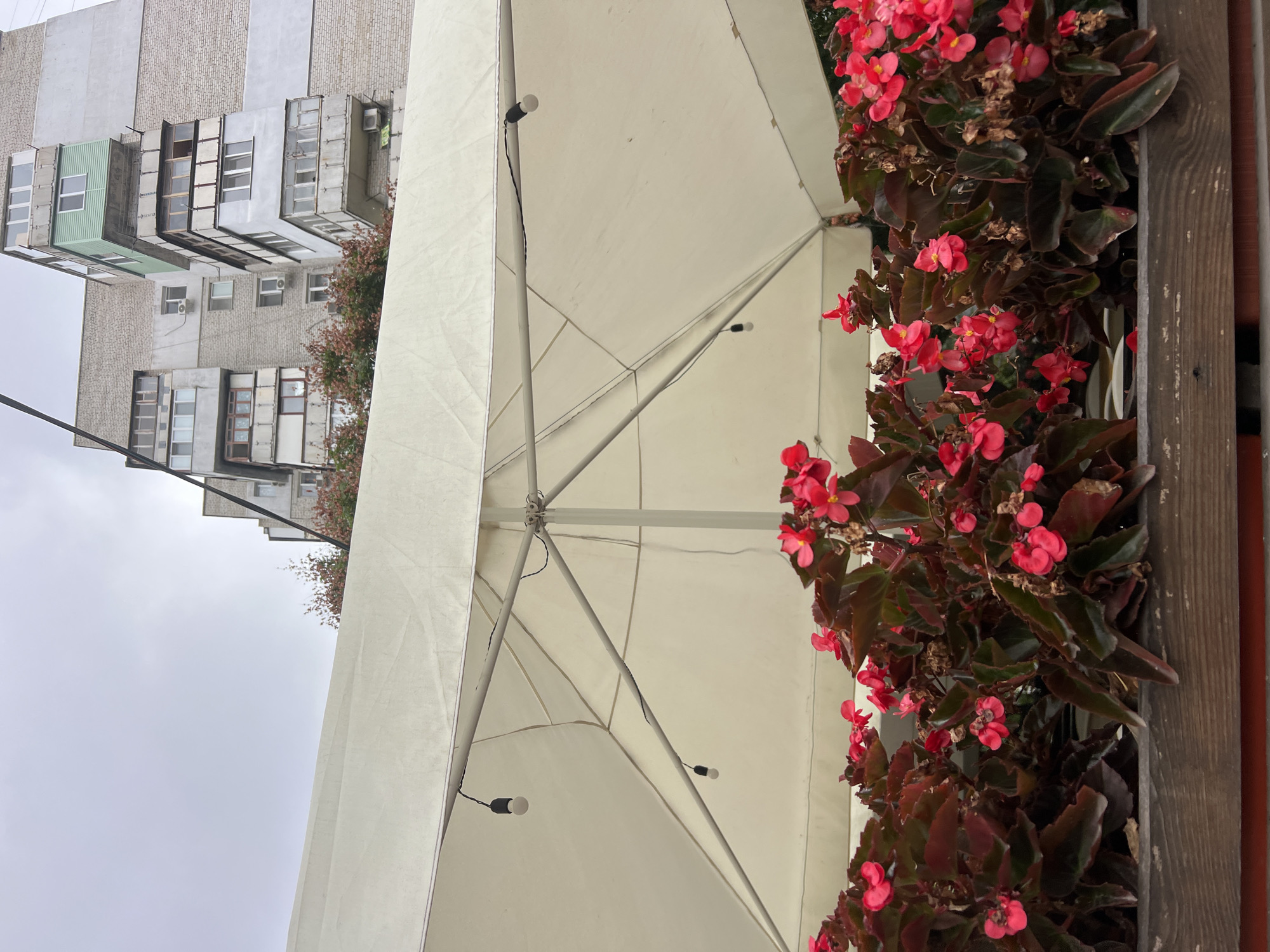 The image depicts a close-up view of a planter filled with red begonias, positioned in front of a large, off-white umbrella. Two small, modern pendant lights hang from the umbrella's frame. In the background, a multi-story residential building, typical of Soviet-era architecture, dominates the scene. The building is constructed with light brick and features numerous balconies, some enclosed and some open, with varying window styles. A small amount of foliage, appearing to be shrubs with reddish-brown leaves, is visible between the planter and the building. The sky is overcast. This scene is likely located in Odesa, Ukraine, given the architectural style of the building and the general urban setting.