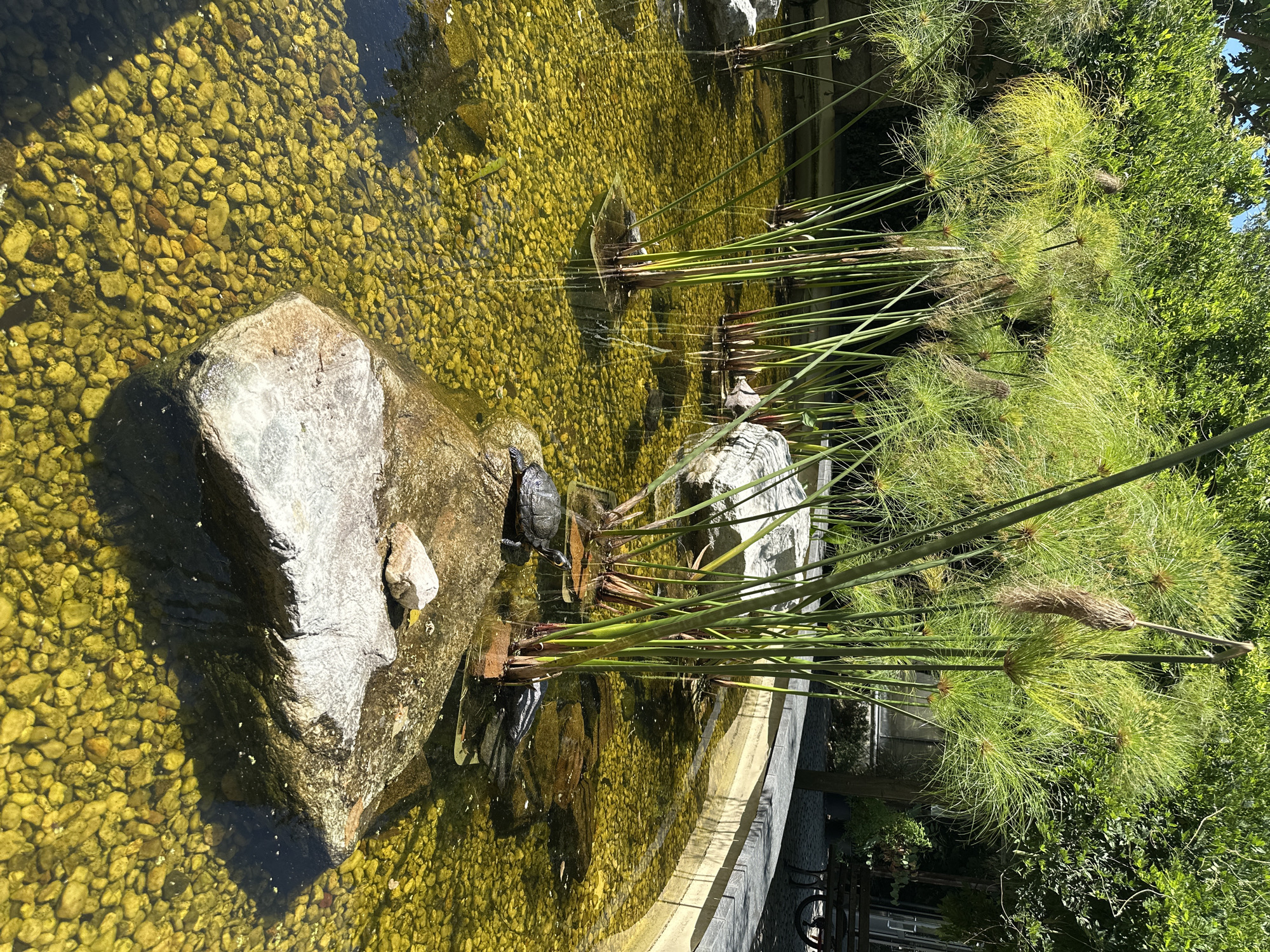 The image shows an outdoor ornamental pond with a stone edge and a rocky bottom covered in yellow-green pebbles. Tall, thin reeds with feathery tops grow in clusters within the pond. Two small turtles are visible on rocks in the foreground. One turtle is on a large, flat rock near the center of the pond, and another is partially submerged in the water to the left of this rock, on a smaller rock. In the background, there is lush green foliage and trees, with a glimpse of a building and a park bench. The scene is lit by bright sunlight, casting reflections on the water. There are no people visible in the image. The location is not Chemnitz, Germany.