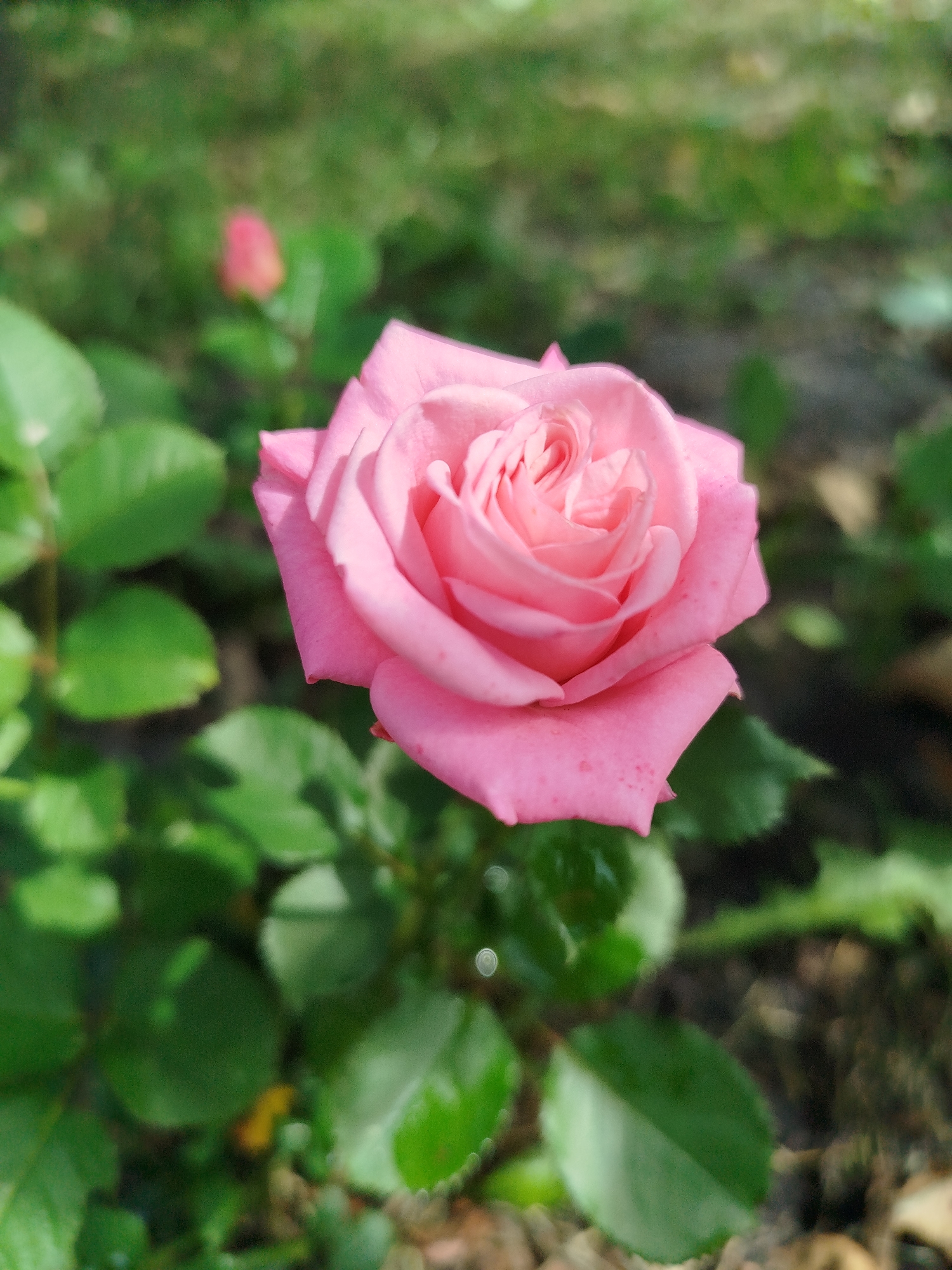The image displays a close-up, eye-level view of a single, fully bloomed pink rose in the foreground. The rose is the primary subject, with its delicate petals unfurling in a spiral pattern. The color is a soft, light pink with some subtle variations in shading. Small, darker pink spots are visible on some of the outer petals. The rose is positioned slightly to the right of the frame, with its stem and leaves extending towards the bottom and left.
The background is softly blurred, creating a shallow depth of field that further emphasizes the rose. It consists of green foliage, with hints of brown soil and a few small, out-of-focus pink rosebuds in the distance to the left. The lighting appears to be natural daylight, with some highlights on the petals and leaves, suggesting a sunny or partly sunny environment. The overall impression is one of natural beauty and tranquility. The image was taken in a garden setting, likely outdoors. There are no people or animals present in the scene.