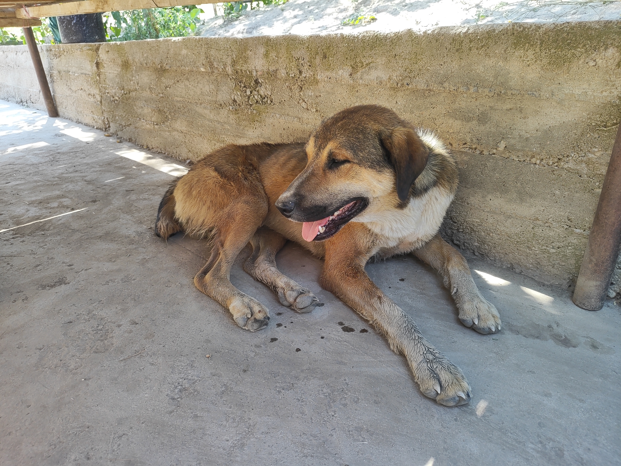 A tan and brown dog is lying on a concrete surface, panting with its tongue out. The dog is positioned in the shade, with sunlight casting shadows on the ground. Behind the dog is a rough concrete wall and a wooden structure. In the background, there are glimpses of greenery and vegetation. The scene appears to be outdoors, possibly in a yard or a sheltered outdoor area. There is no indication of the city of Sultonobod, Tajikistan, in the image itself.