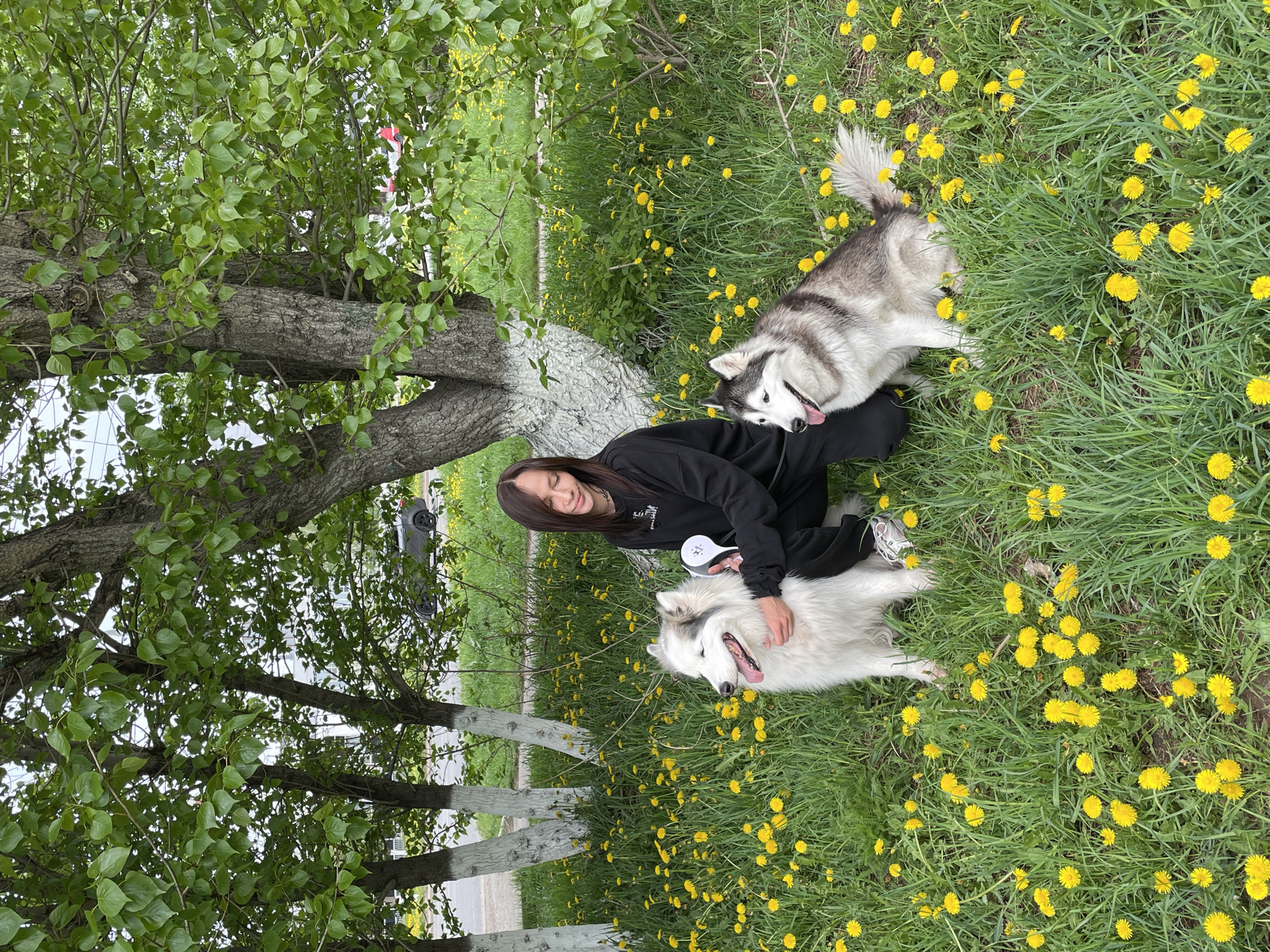 A young woman kneels in a field of dandelions with two huskies, one white and one gray. The location is a park in Izhevsk, Russia. A tree and a white fence are on the left. In the background, a gray car is parked.