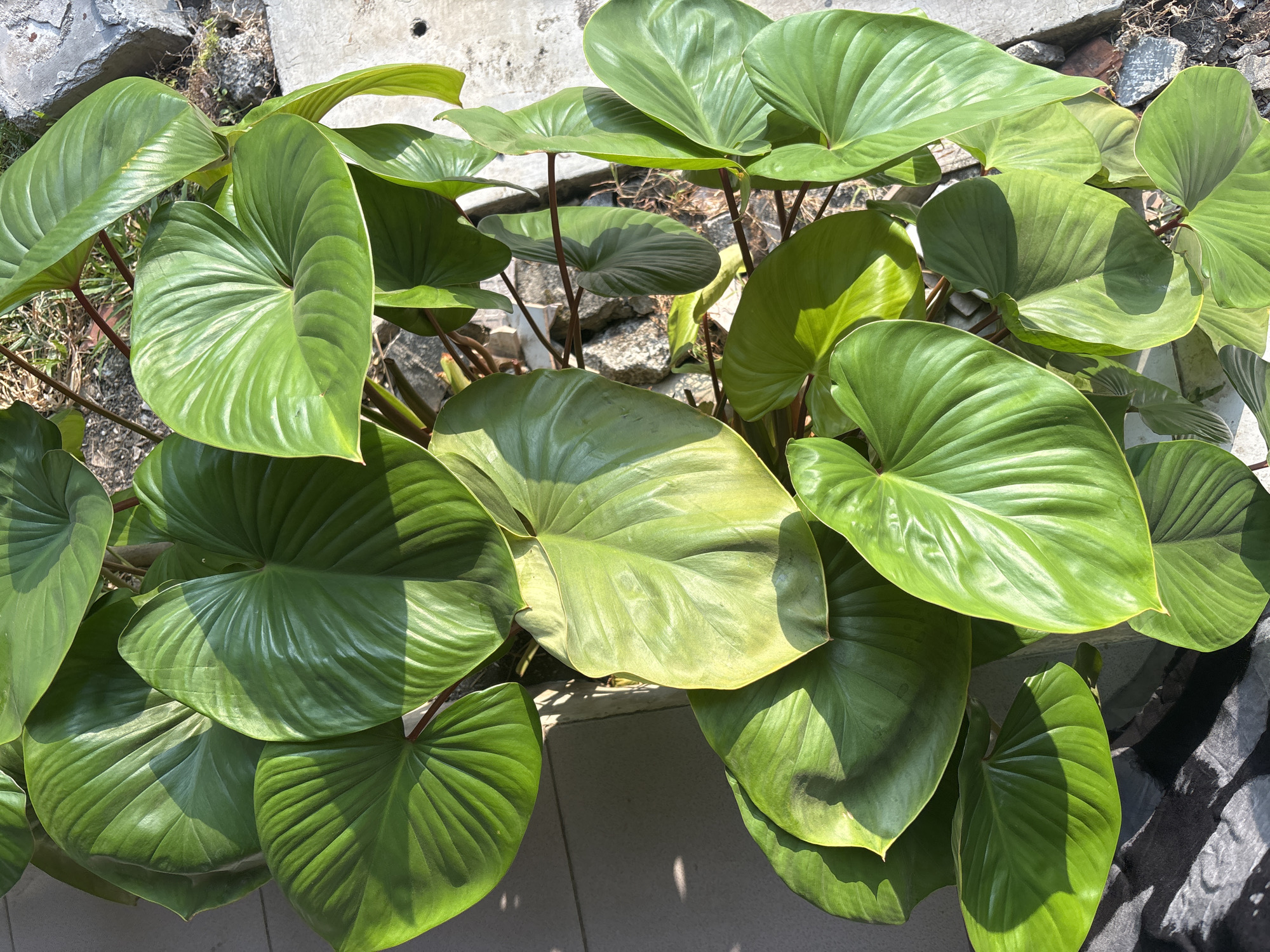 This is a medium-shot, eye-level, outdoor photograph of a large, healthy plant with numerous broad, heart-shaped, glossy green leaves. The leaves are richly veined and some display subtle yellowish-green tones, indicating excellent sunlight exposure. The plant is situated in what appears to be an urban setting in Cirebon, Indonesia, as suggested by the hints of concrete paving stones and rough, greyish rocks in the background. Shadows from the plant cast distinct patterns on the lighter-colored paving stones, indicating bright sunlight. The plant's thick, reddish-brown stems are visible, supporting the vibrant foliage. The overall impression is of lush, well-maintained greenery thriving in a somewhat rocky, possibly garden or pathway area within the city. There are no people or animals visible in the frame.