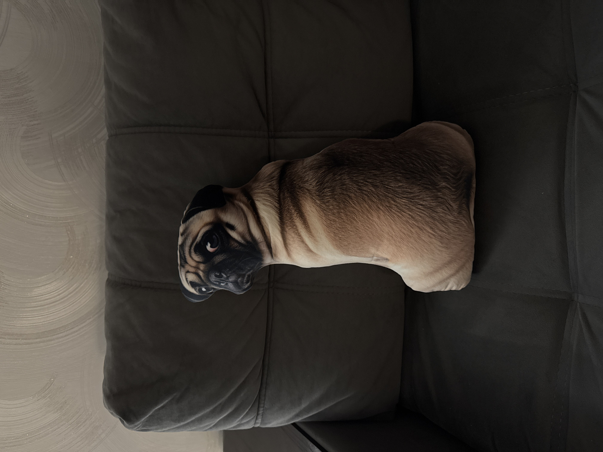 A pug pillow lies on a dark gray leather couch. The couch is comprised of square cushions. To the left, a white and gray patterned wall is visible. The location is unknown and there is no indication that it is in Sochi, Russia.