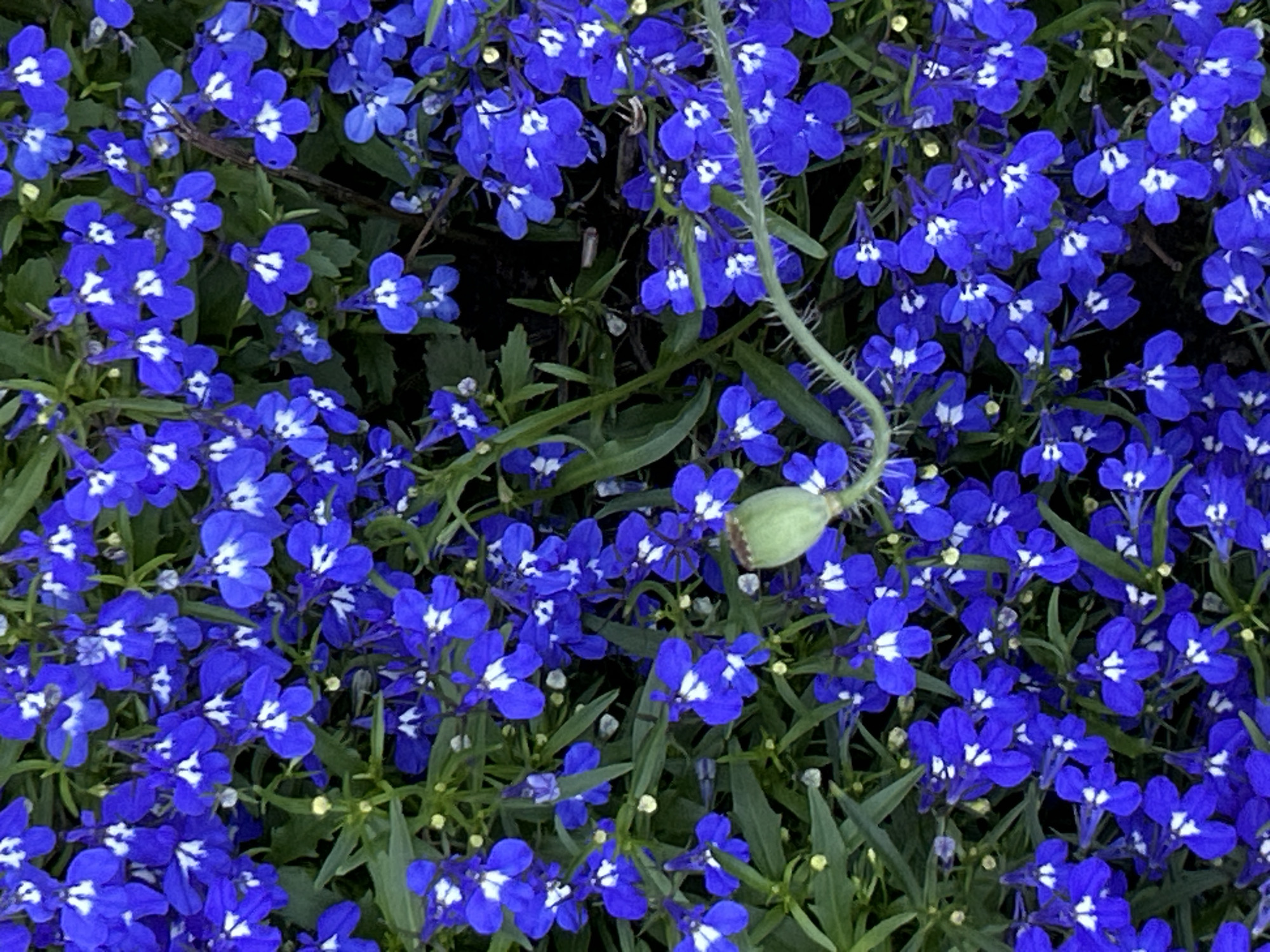A close-up, overhead shot reveals a dense bed of vibrant blue lobelia flowers in full bloom, interspersed with green foliage. The flowers are small with five petals, many featuring a white or lighter blue center. Some of the blooms are tightly clustered, while others are more spread out, creating a textured carpet of color. A single, green seed pod from a poppy plant is visible in the upper right quadrant of the image, adding a contrasting element to the profusion of blue. The lighting suggests an outdoor setting, likely during the daytime, with no specific city or location details discernible from the image itself.
