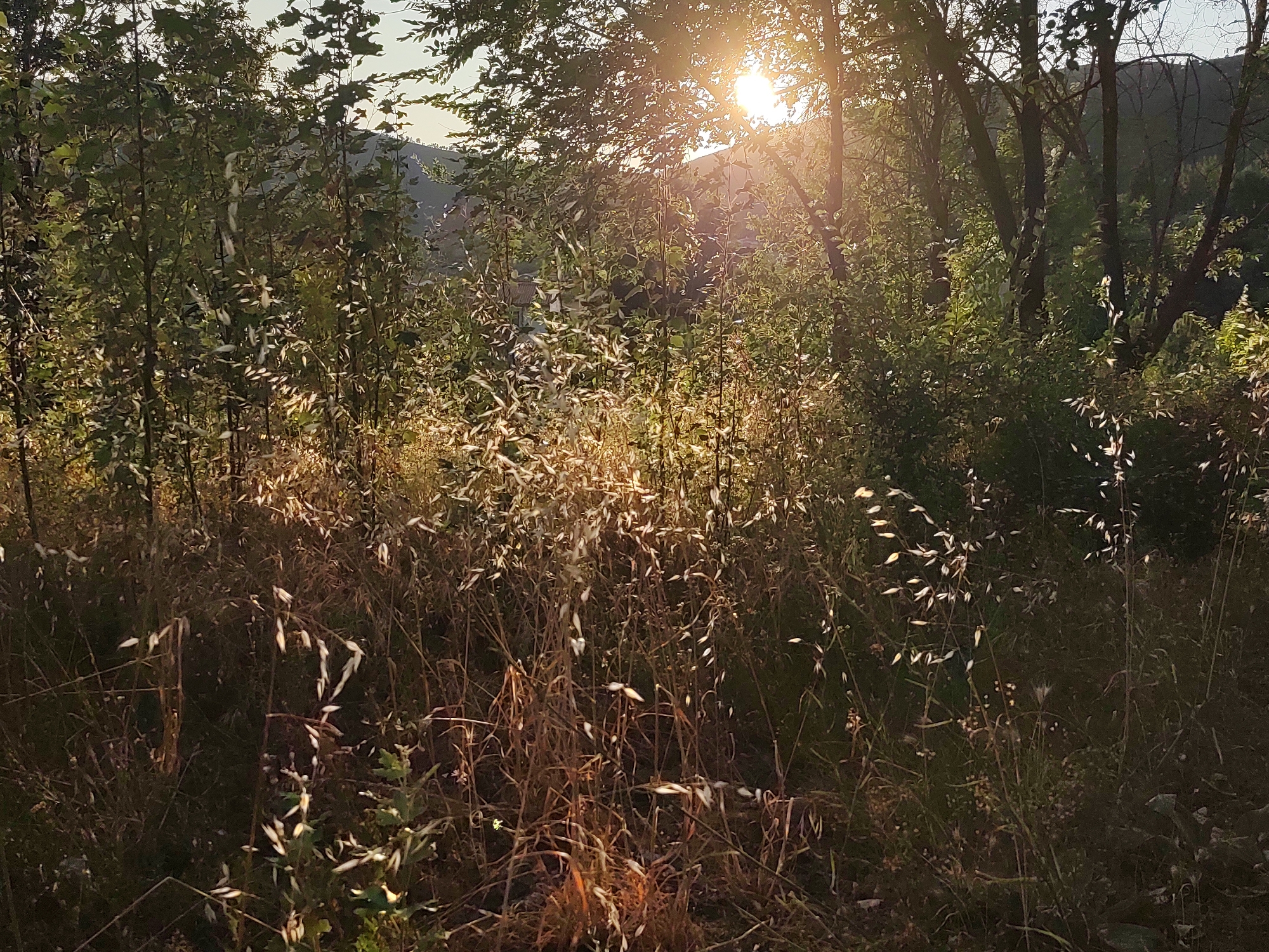 The image depicts a sun-drenched woodland scene in Torre de Don Miguel, Spain. The sunbeams pierce through the foliage of trees, illuminating the dry grasses and leaves in the foreground. The light creates a warm, golden hue across the landscape, highlighting the textures of the vegetation. The background shows a gentle slope with more trees and hints of distant buildings, suggesting a rural or semi-rural setting on the outskirts of the town. The overall atmosphere is serene and natural, capturing the late afternoon or early morning light filtering through the trees. There are no people or animals visible in the frame.