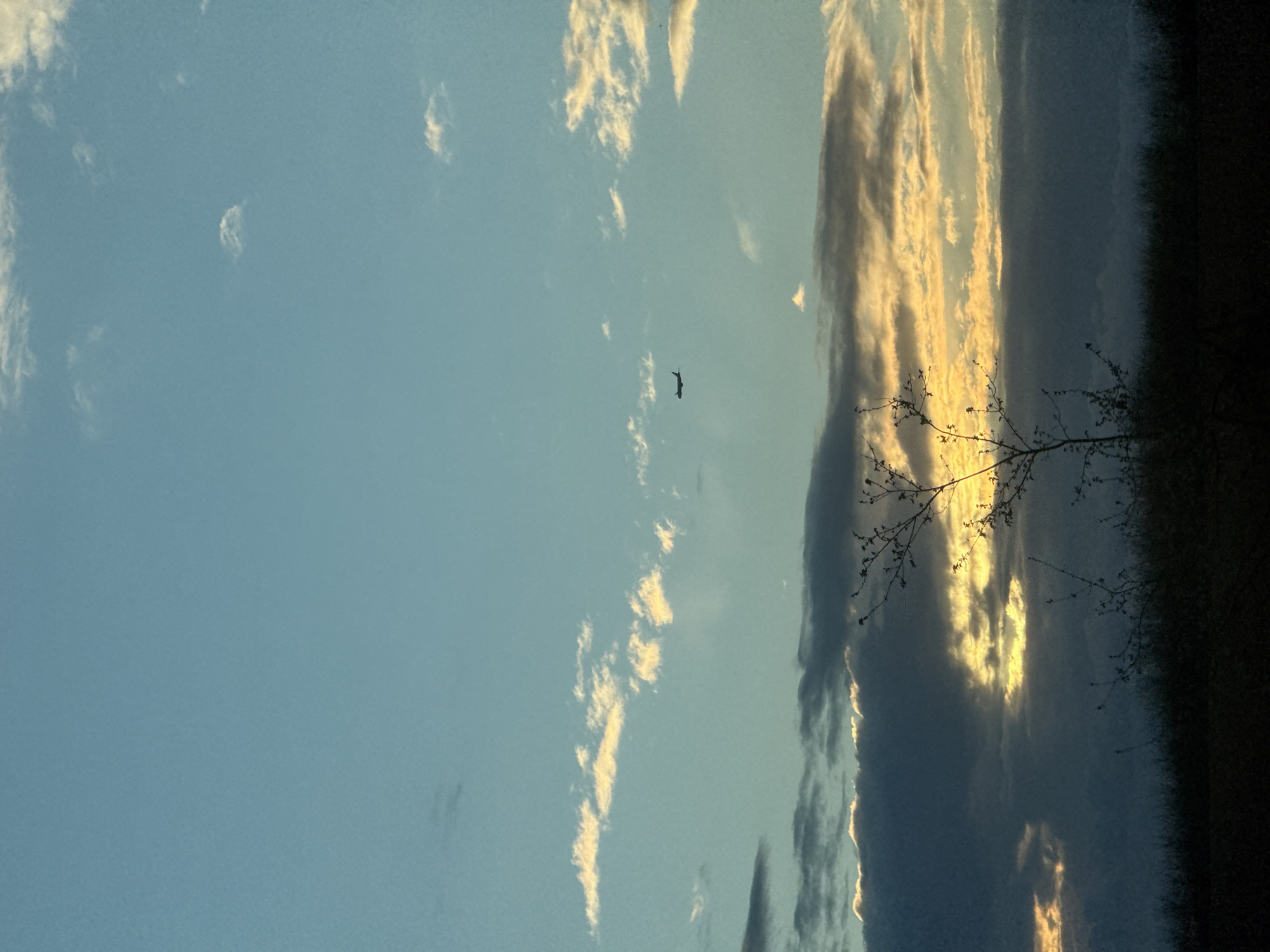 The image shows a sky scene in Sainte-Aulde, France. The sky is light blue with some white, wispy clouds. A dark silhouette resembling a bird or a plane is visible in the center of the sky. On the right side, there are dark, vertical cloud formations with golden highlights. In the bottom right corner, a tree branch with sparse leaves is silhouetted against the sky. The bottom edge of the image is dark.