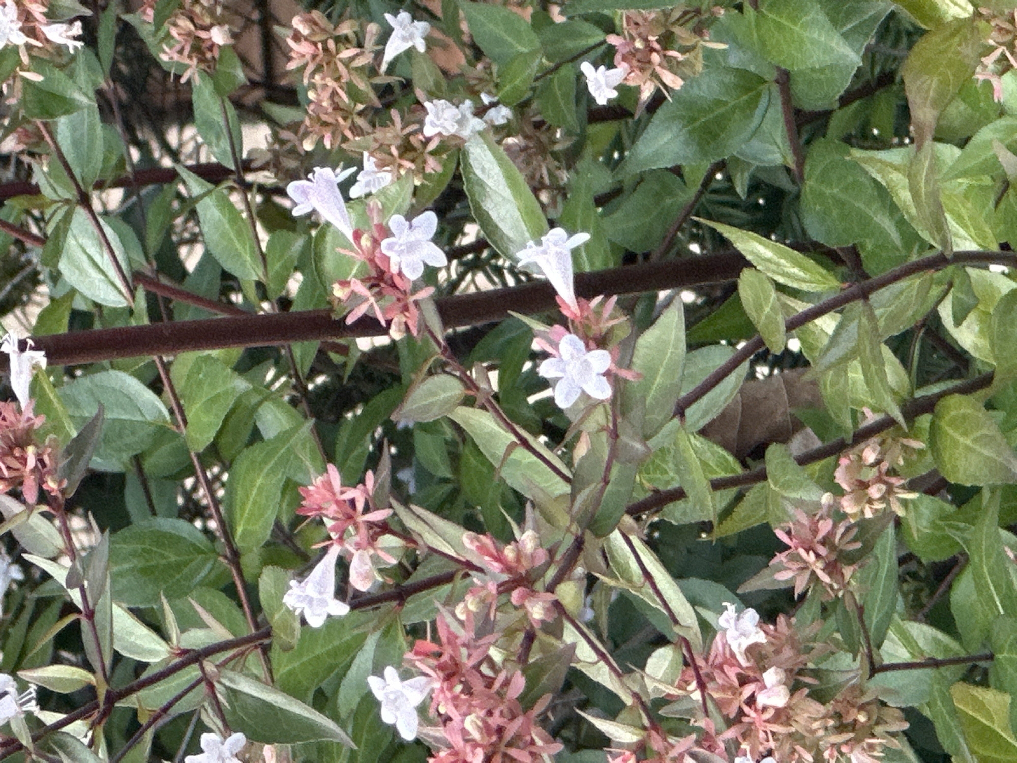 The image is a close-up shot of an Abelia x grandiflora shrub with green leaves and clusters of small, trumpet-shaped flowers, some white and some pale pink. The flowers are borne on reddish-brown stems, and the overall impression is one of dense foliage and blooming. The background is blurred, suggesting a garden setting. This image was captured in Krefeld, Germany.