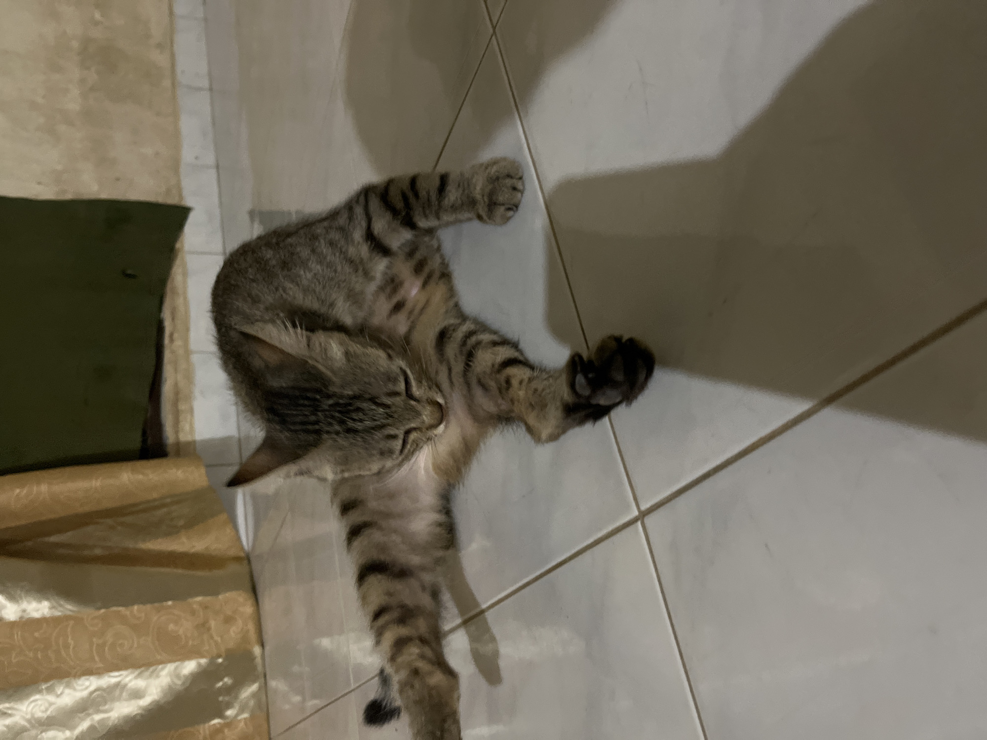 A tabby cat with black stripes and a light brown belly is lying on a tiled floor, facing left with its head down and eyes closed. The cat's paws are extended, and its hind legs are bent. A shadow of the cat is cast on the floor. To the left of the cat, there is a beige draped fabric with a pattern and a dark green cloth underneath. The scene appears to be indoors, possibly a home, with light coming from an unseen source, casting shadows on the floor. The overall mood is relaxed and peaceful, suggesting the cat is resting or sleeping. The location is Kota Kuala Simpang, Indonesia. There is no visible text in the image.