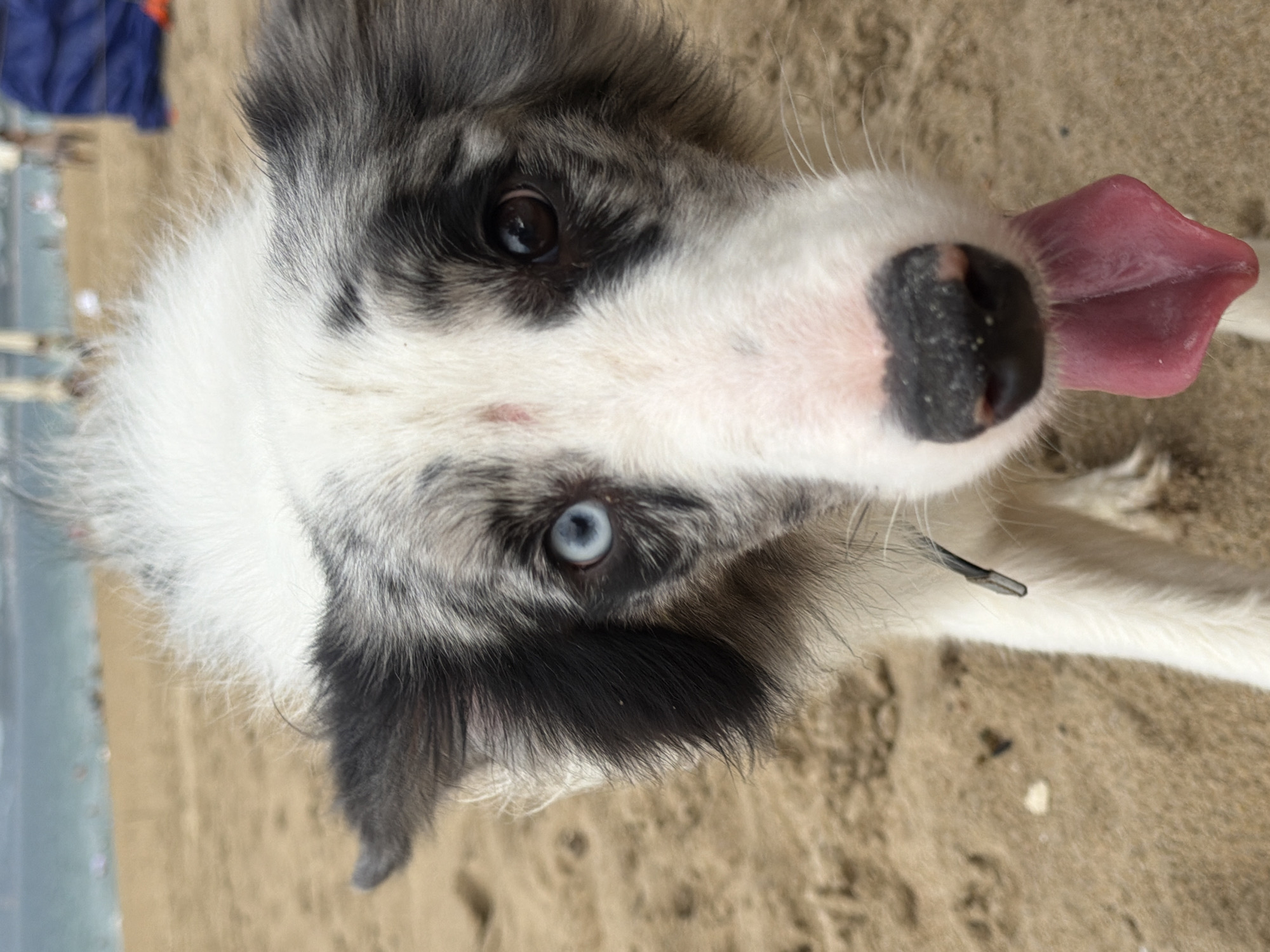 A close-up, eye-level shot focuses on the face of a border collie mix with heterochromia, meaning one eye is blue and the other is brown. The dog stands on a sandy beach, with the ocean and blurry figures in the background, suggesting a location in Nha Trang, Vietnam. The dog's tongue is lolling out, and its fur is white and grey, with black markings around its eyes and ears. The overall scene conveys a sense of outdoor activity and a relaxed atmosphere.