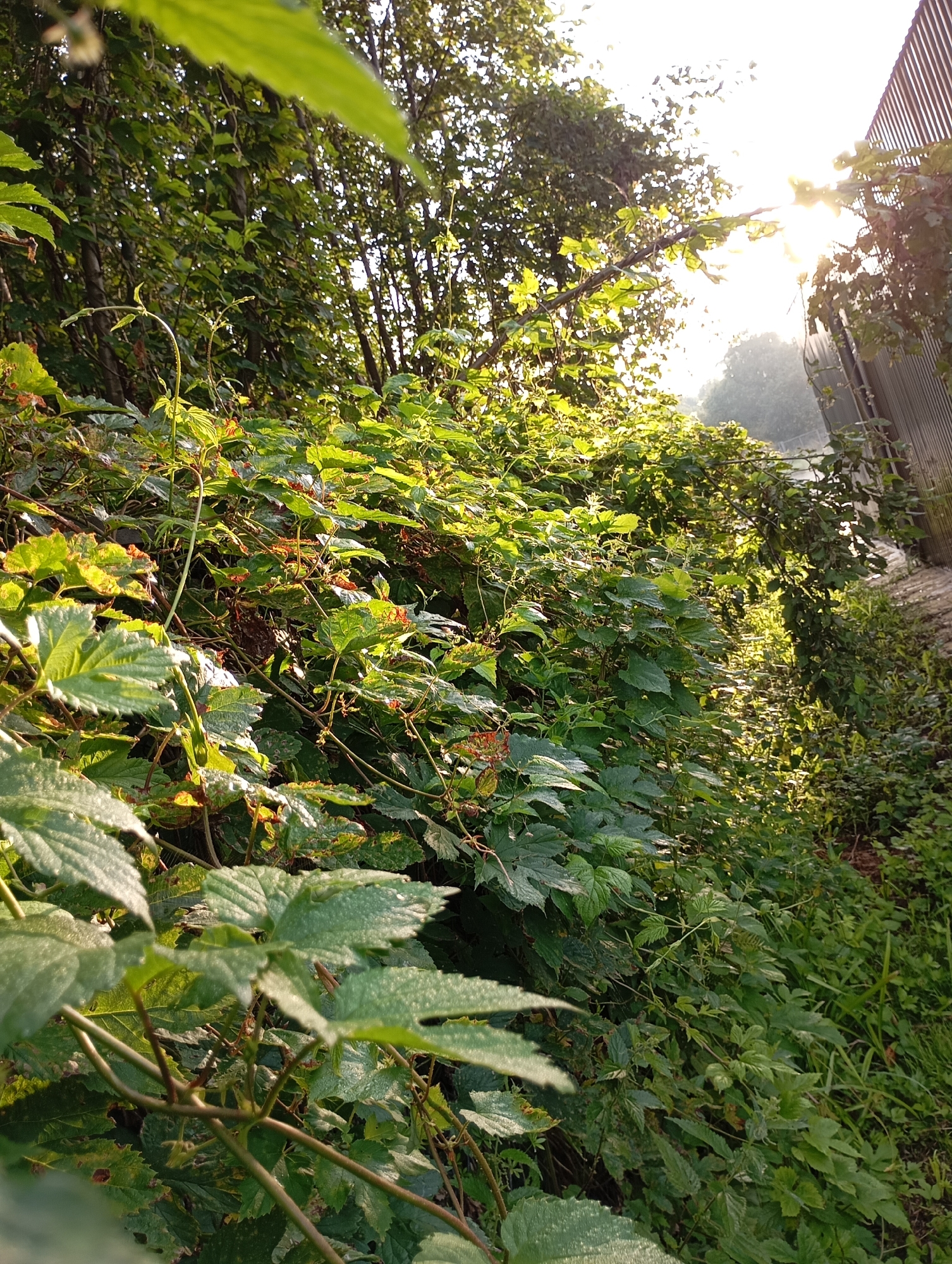 The image depicts a dense, overgrown natural landscape featuring abundant green foliage, including various types of leaves and vines. The sun's rays are filtering through the trees, creating bright highlights and dappled light on the plants. In the background, a portion of a corrugated metal fence is visible on the right side, adjacent to a dirt pathway or embankment. The scene appears to be a natural or semi-natural area within a rural or suburban setting, potentially a backyard or a less-maintained public space. No people or animals are present in the image, and no specific actions or interactions are observable. The overall impression is one of lush, untamed vegetation bathed in natural light. The location is identified as Malyi Bukor, Russia.