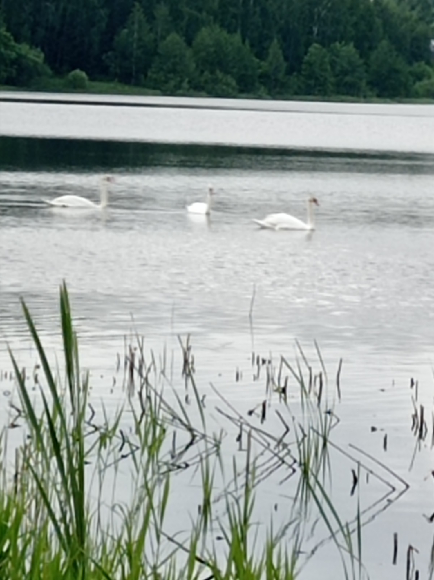 A tranquil natural scene captures three white swans gracefully floating on a calm body of water, likely a lake or large pond, with the implied location being Degtyarsk, Russia. The swans are positioned in the middle distance, with two closer together on the right side of the frame and one further left. In the foreground, tall green reeds and darker, drier grass stalks emerge from the water along the near shore, their reflections visible on the gently rippling surface. The background features a dense line of lush green trees, forming a forest that borders the far side of the water. The sky is not visible, but the overall lighting suggests an overcast or muted daytime, contributing to the serene atmosphere. No human subjects or discernible activities beyond the swans' presence are visible. There is no visible text in the image.