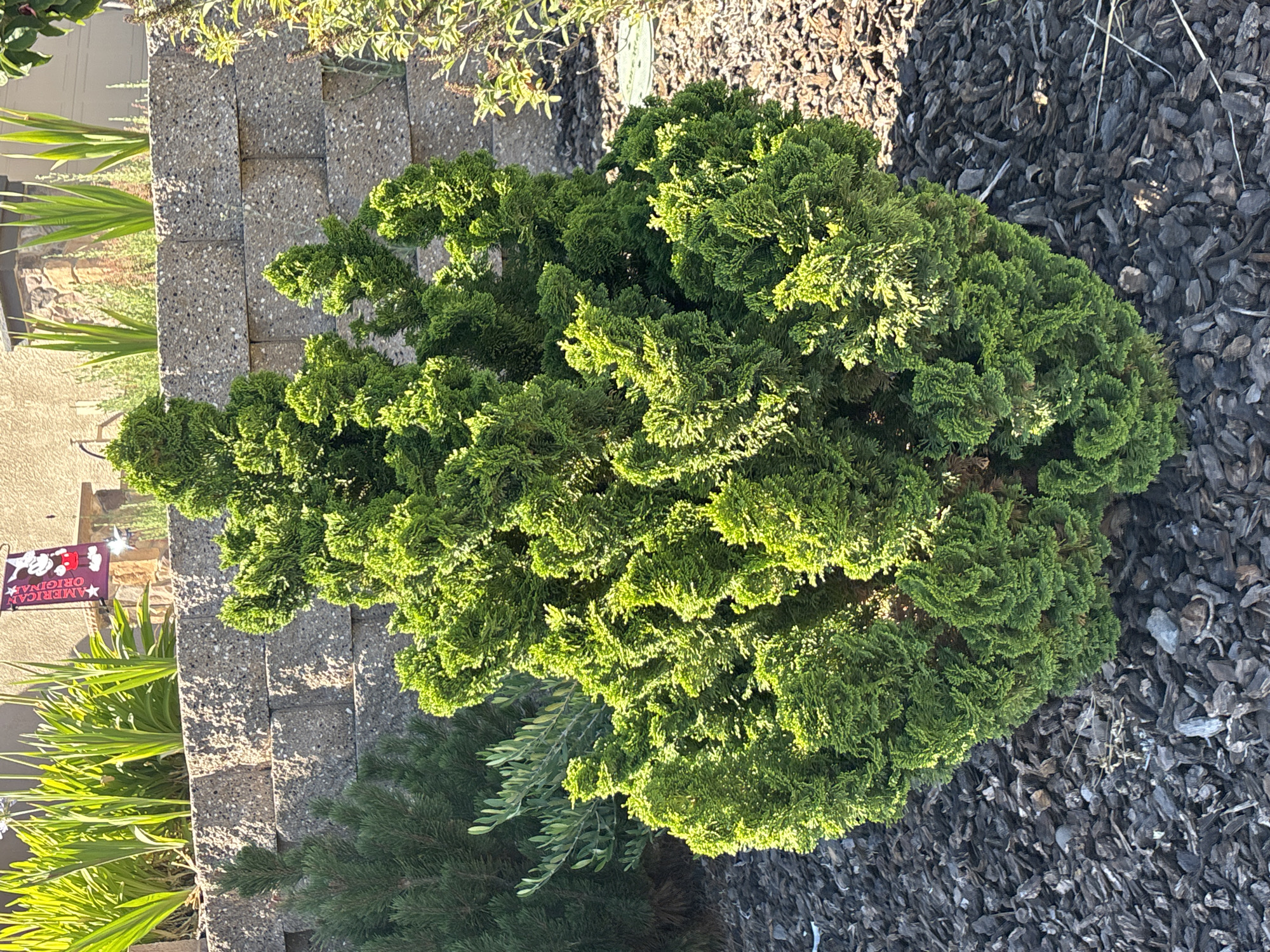 A bright green, compact evergreen shrub with textured, feathery foliage is planted in a garden bed filled with dark brown mulch. Behind the shrub, a retaining wall made of grey cinder blocks is visible. Above the retaining wall, a row of tall, green, blade-like plants grows. To the left and behind the main shrub, a smaller, darker green evergreen tree is partially visible, and further back, a thin branch with light green leaves extends into the frame. In the upper right background, a portion of a building with a tan stucco exterior and brown trim is visible, along with a portion of a garage door. A burgundy garden flag with a picture of Mickey Mouse and the words "AMERICAN ORIGINAL" is attached to the building. The scene is lit by natural sunlight, casting shadows on the ground.