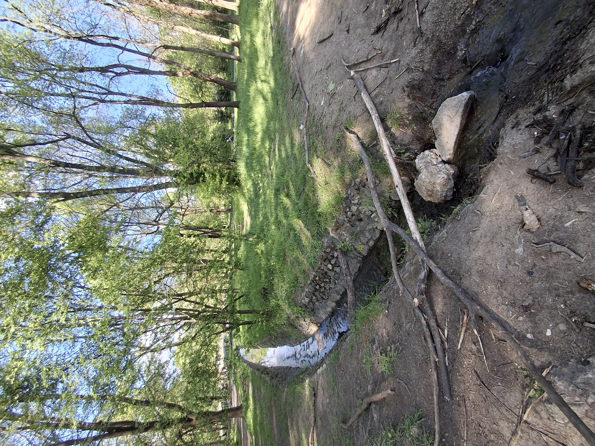 A low-angle, rotated outdoor shot depicts a narrow stream flowing through a park-like area. The stream, lined with small rocks and mud banks, appears to be flowing from right to left. The banks have patches of grass and scattered sticks. On the right side, two rocks sit near the stream's edge, adjacent to a patch of charred wood fragments. On the left side, a grassy area extends towards the trees. A row of trees with sparse green foliage lines the left edge of the stream. The sky is visible through the tree branches, appearing blue. The ground is covered with fallen leaves and twigs.