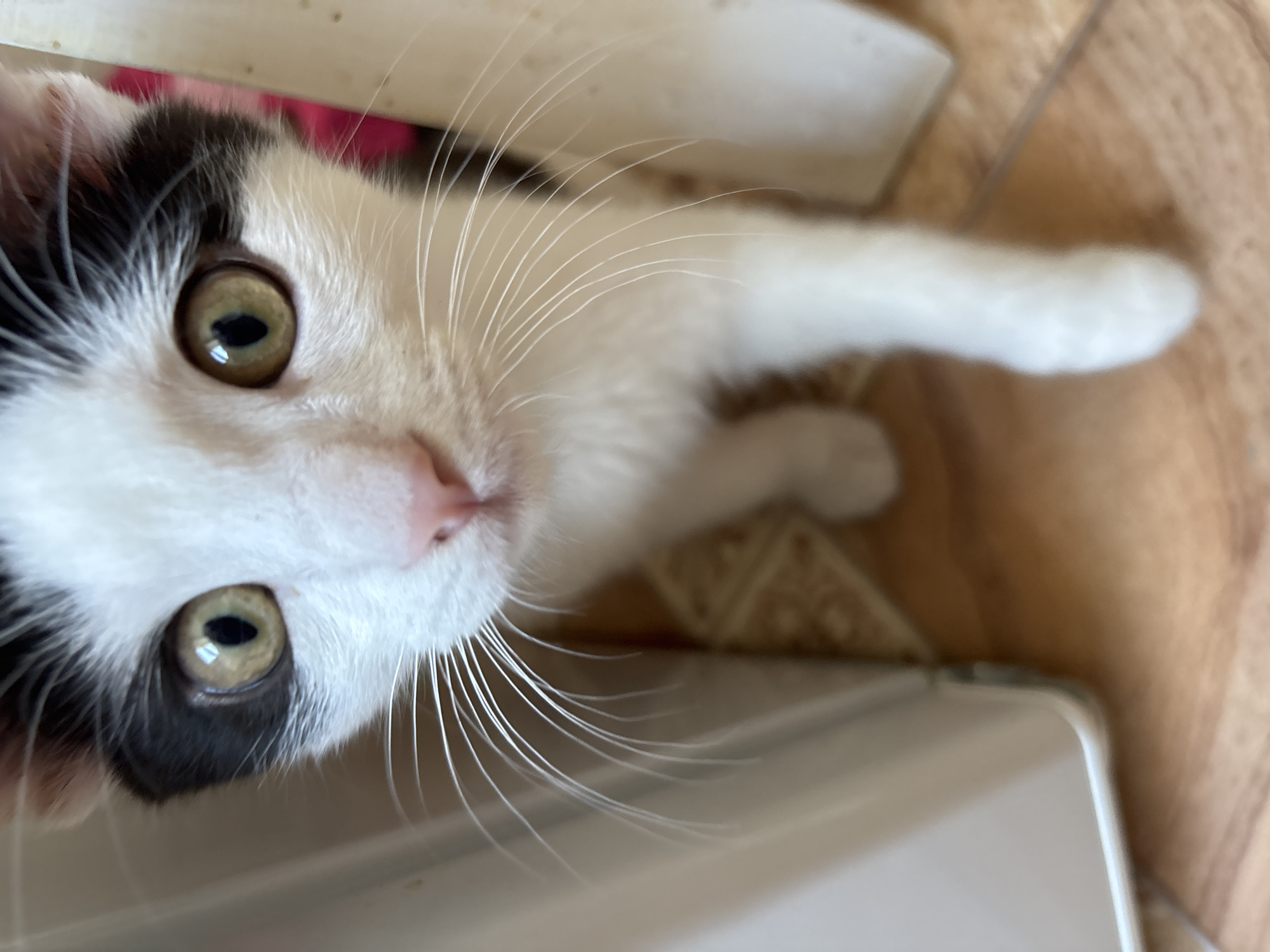 A close-up, slightly angled shot captures the face of a young black and white kitten. The kitten is looking directly at the camera, its large, round eyes a striking green-gold color with dark pupils. Its nose is small and pink, and its white fur is soft and slightly fluffy. Prominent white whiskers fan out from its muzzle, some appearing quite long and delicate. The kitten has black markings around its ears and eyes, contrasting with its predominantly white face and body. A bit of its pink inner ear can be seen. The kitten's body extends out of frame, with a white paw visible in the lower right portion of the image, suggesting it is lying down or reaching. The background is blurred, showing a warm, wood-toned surface that appears to be flooring or furniture. Above the kitten's head, a sliver of something bright pink is visible, possibly fabric or a toy. The lighting suggests it is daytime, with soft light illuminating the kitten's face. The overall impression is one of curiosity and innocence. There is no visible text in the image. The location context is Смалявічы, Belarus.