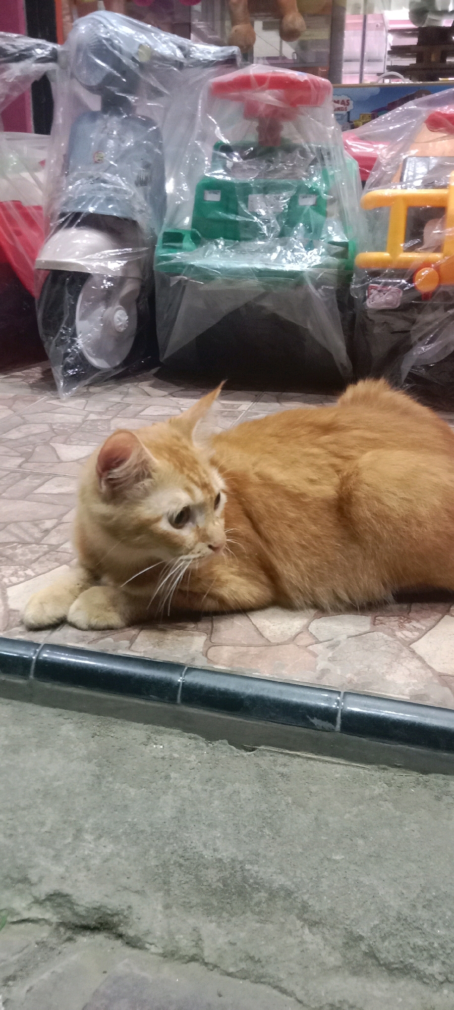 An orange tabby cat lies on a tiled floor in front of a row of wrapped children's toys, including a blue scooter and a green toy vehicle with a red steering wheel, all covered in plastic. The cat is positioned in the foreground, looking to the right with its paws tucked beneath it. The floor is a mosaic of beige and brown tiles, with a dark gray border running along the bottom of the image. In the background, the toys suggest a retail or storage environment, possibly a toy store or warehouse. The lighting appears to be artificial, casting soft shadows. The overall scene is still and quiet. The specific location in Kras, Indonesia, cannot be determined from the image.