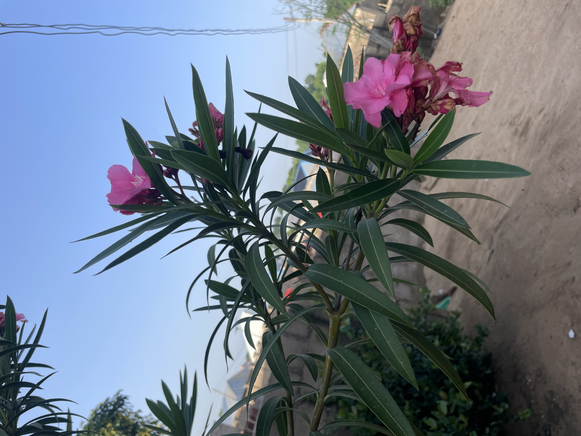The photograph captures a close-up view of a flowering plant with vibrant pink blossoms and long, slender green leaves. The plant is positioned in the foreground, with its branches extending diagonally across the frame. In the background, a clear blue sky dominates the upper portion of the image, while the lower half reveals a sandy ground and the outline of buildings constructed with concrete blocks and what appears to be corrugated metal roofing. This setting is consistent with the urban landscape of Jalingo, Nigeria, where such vegetation and building styles are common. The lighting suggests it is daytime, possibly morning or late afternoon, given the soft illumination on the leaves and flowers. There are no people or animals visible in the image, and the overall scene is peaceful and naturalistic.
