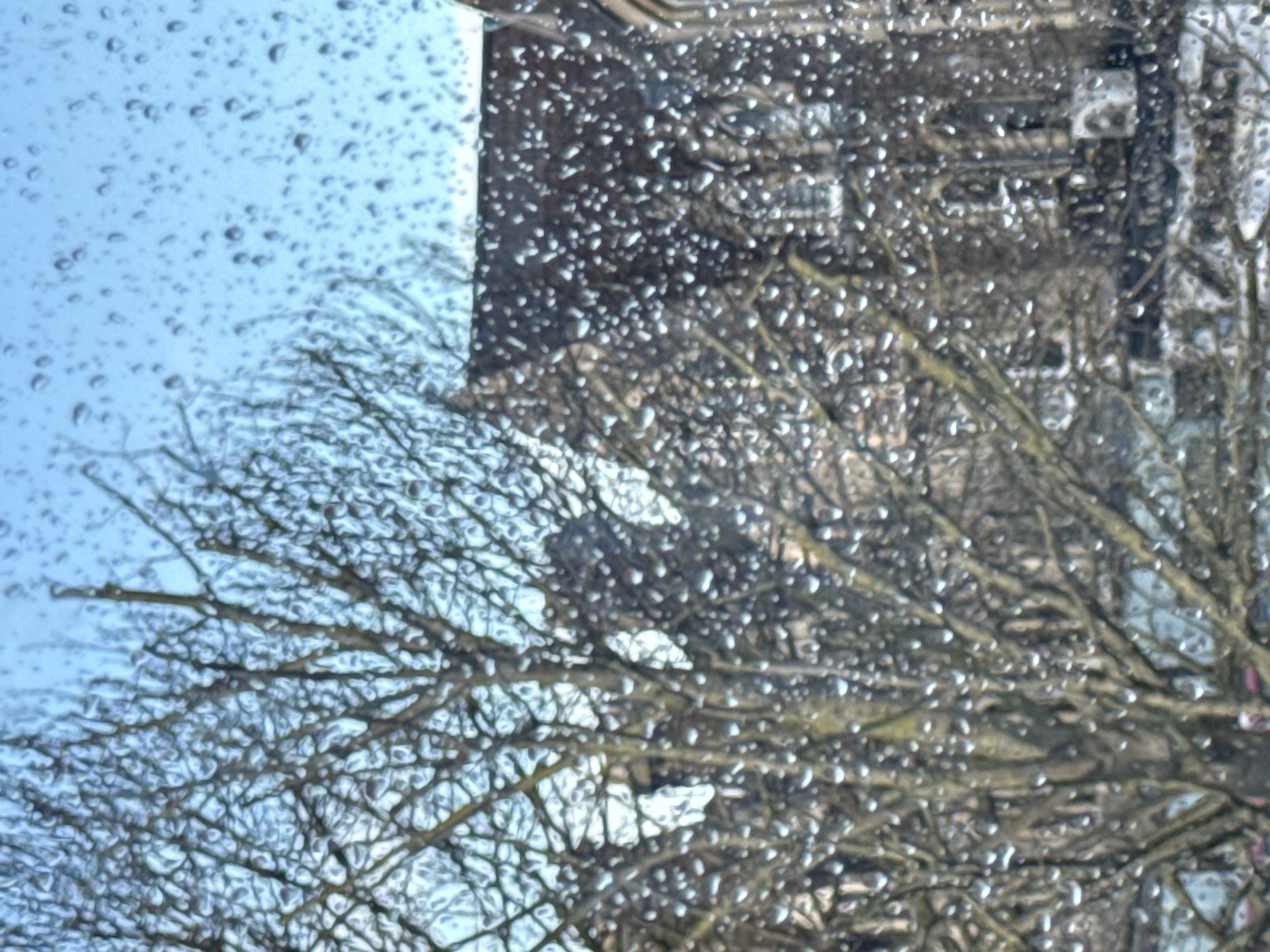 The image displays an urban outdoor scene viewed through a wet pane of glass, covered in numerous, distinct raindrops that distort the background. In the foreground and midground, a large, deciduous tree with intricate, bare branches, devoid of leaves, dominates the left and central portions of the frame. Behind the tree, several buildings are indistinctly visible. A prominent structure on the right exhibits dark, pitched roofs, multiple windows, and stone or brick facades, architecturally consistent with the Victorian Gothic style of the Royal Courts of Justice, located on the Strand within the City of London, United Kingdom. The upper section of the image shows a clear light blue sky. No individuals or specific actions are discernible. The scene depicts a daytime environment under or immediately following rainfall, likely during winter or early spring.
