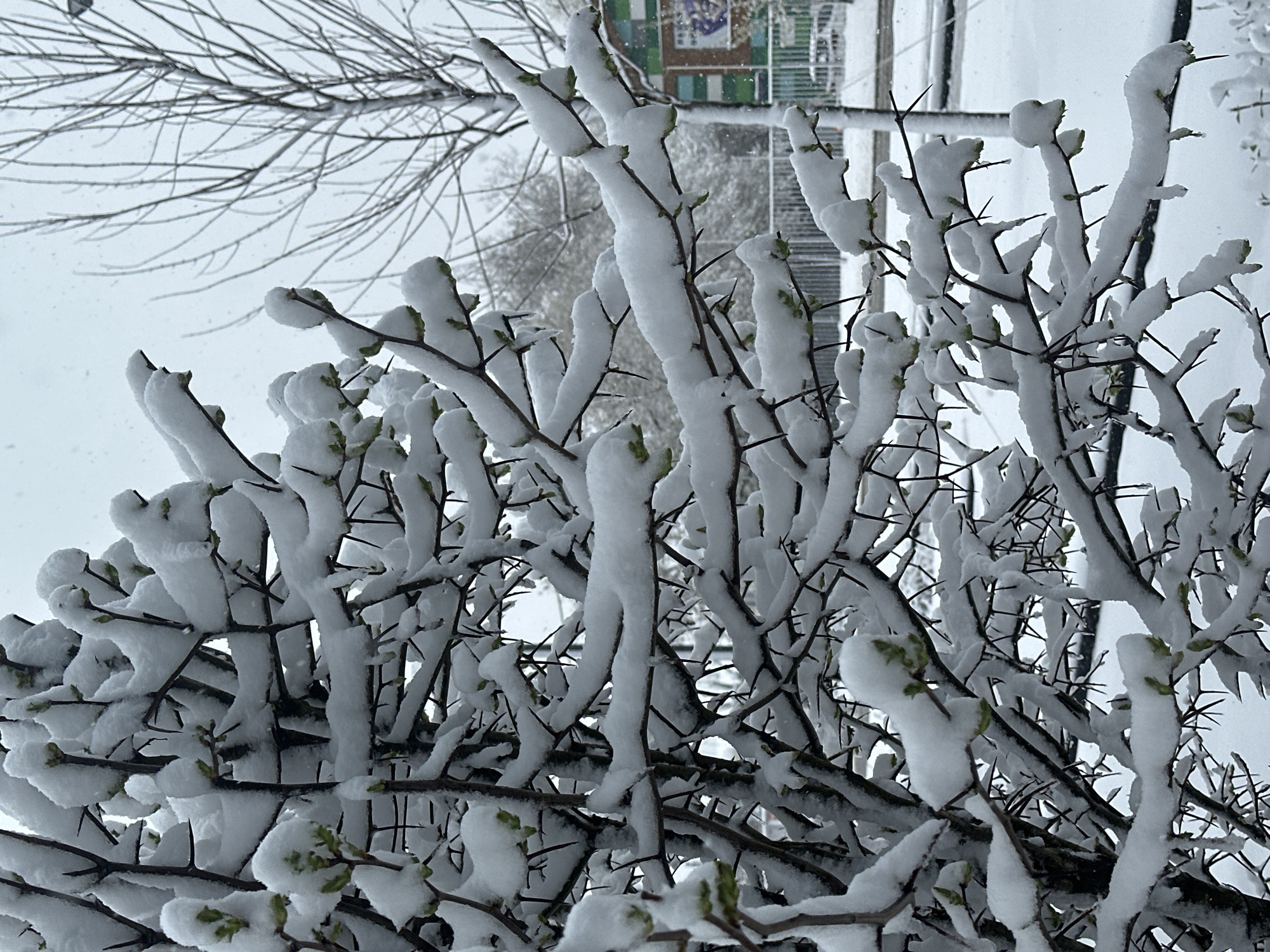 The image depicts a close-up view of a snow-covered bush or shrub. The thin branches are laden with heavy white snow, obscuring much of the plant's structure. Small green buds or leaves are visible amidst the snow, indicating the beginning of spring. In the background, a blurred cityscape is visible, hinting at the urban location. Based on the metadata, the image was taken in Khimki, Russia. No people are visible in the image. The environment is characterized by a wintry scene with falling snow.