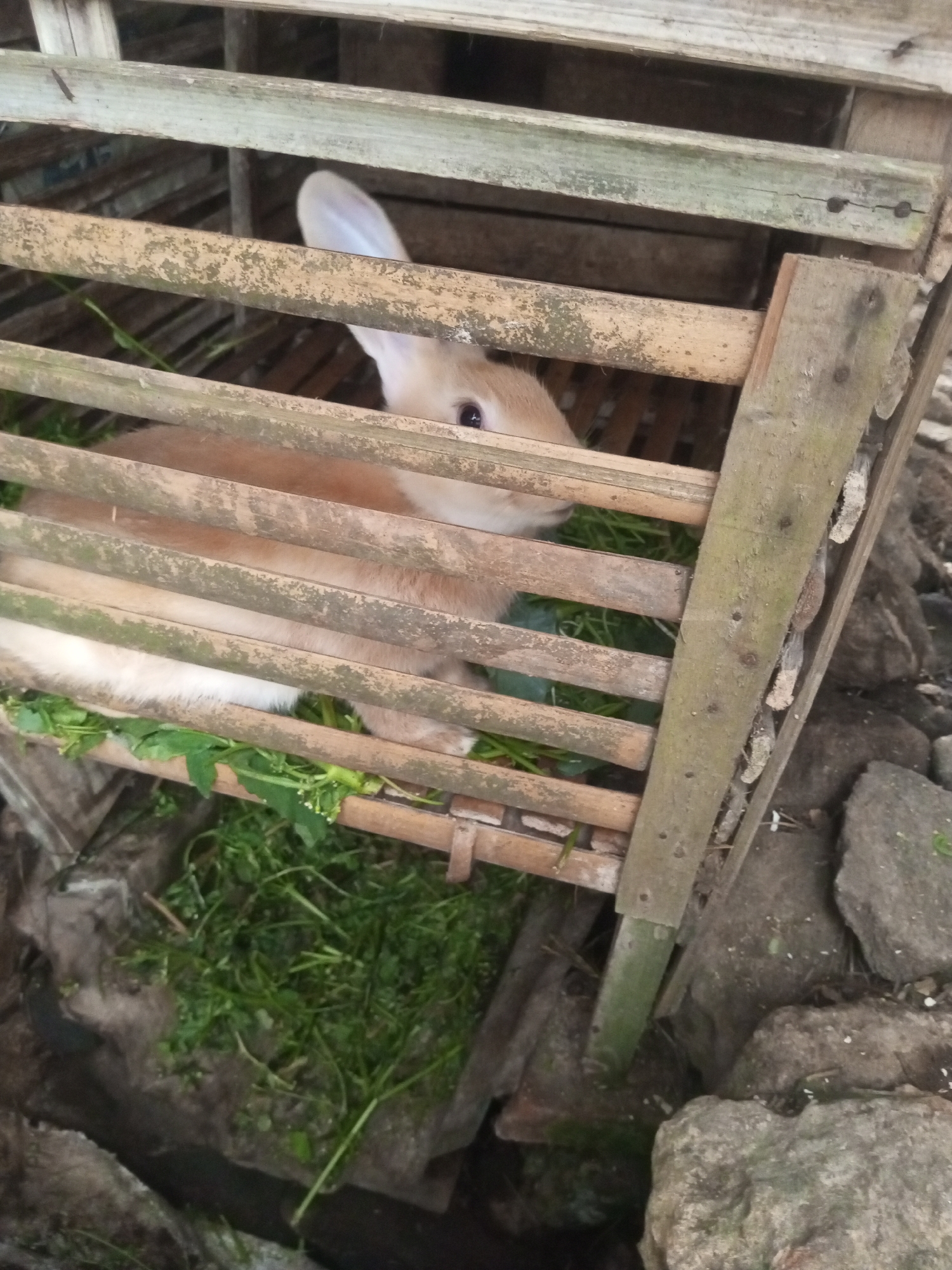 A light brown rabbit is inside a wooden cage filled with green grass. The cage is made of horizontal and vertical wooden slats, and it is situated outdoors on the ground. The ground is covered with rocks and dirt. The scene appears to be in Andongsili, Indonesia.