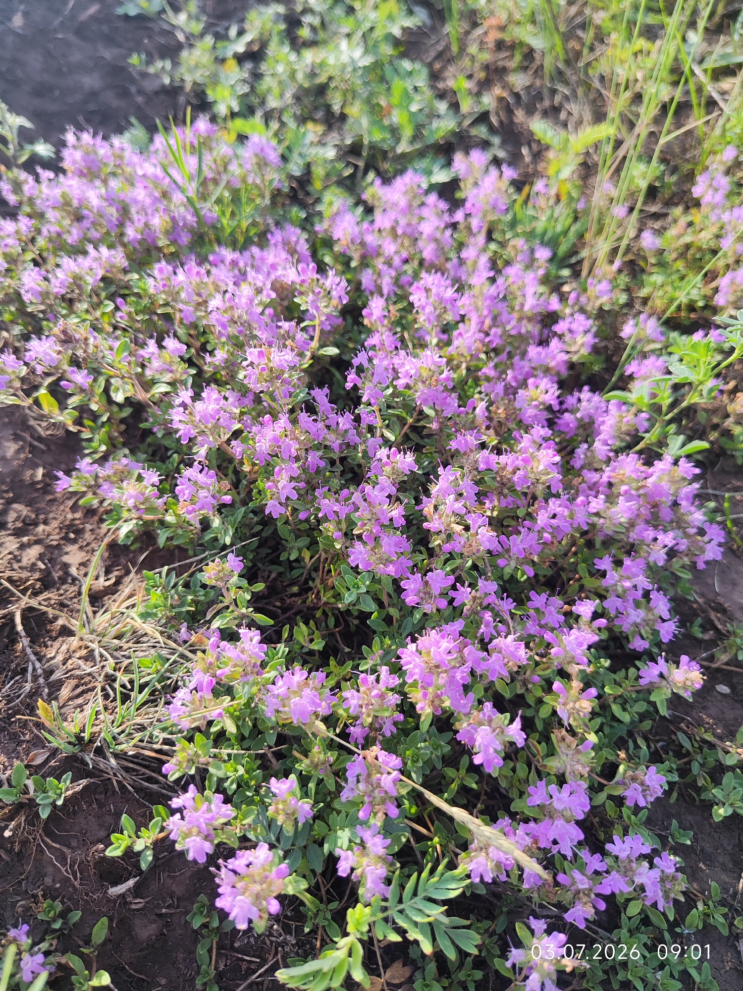 A patch of blooming wild thyme, or thyme, with tiny purple flowers, is shown from a high-angle perspective. The plant is growing in dark, loamy soil with scattered dry grass and green vegetation. The scene appears to be a natural outdoor setting. The date and time stamp "03.07.2026 09:01" is visible in the bottom right corner of the image. The location is stated as Konovalovo, Russia.