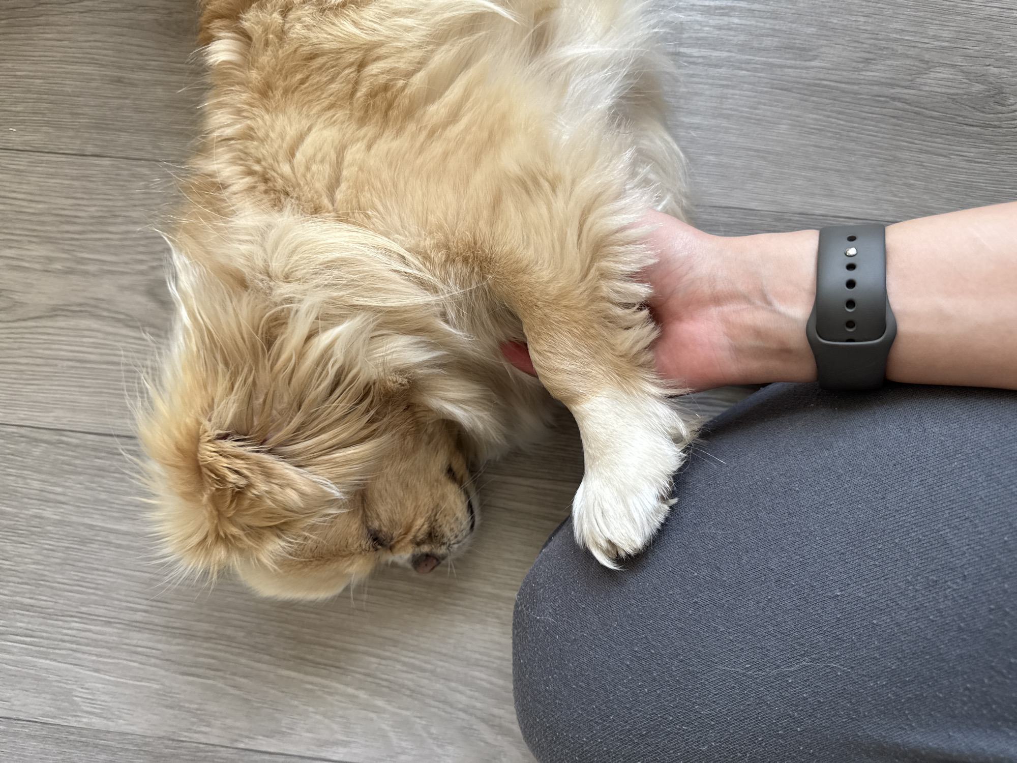 A light-colored, long-haired dog is resting on a grey wooden floor, with its head down and eyes closed. A person's arm, wearing a dark smartwatch, is resting next to the dog, with one of the dog's paws placed gently on the person's hand. The image does not contain any information about the city of Harstad, Norway.