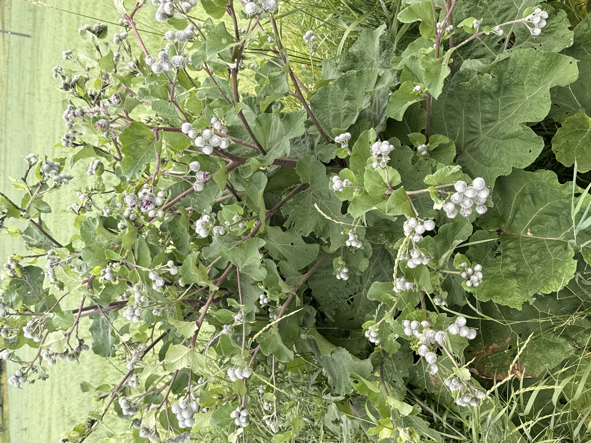 This is a close-up, eye-level outdoor photograph of a large, leafy plant with numerous spiky, light-colored seed heads. The plant is a burdock. The background consists of a blurred green field and a light pole. The image was taken in Gudeliai, Lithuania.