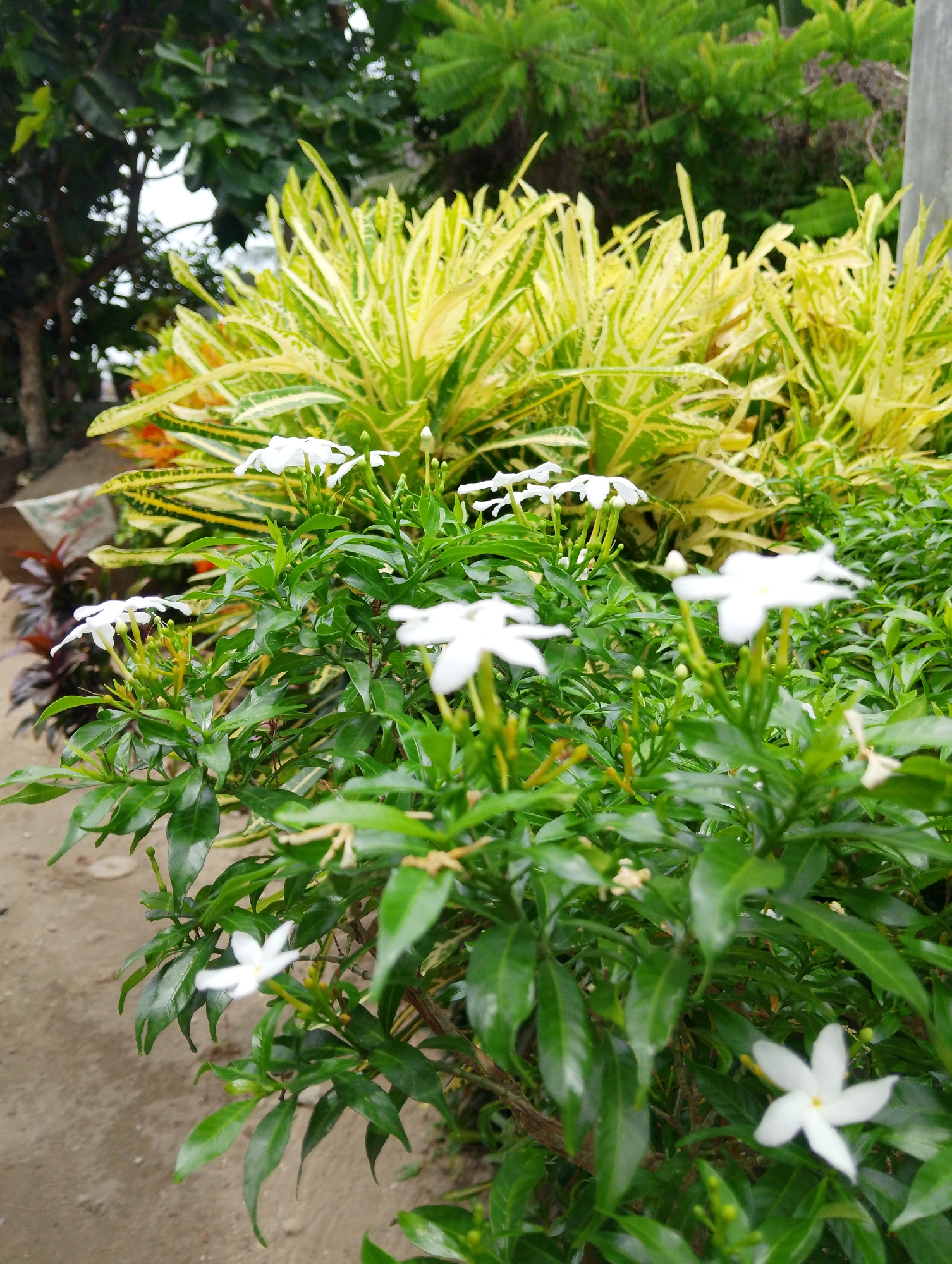 A close-up, eye-level, outdoor photograph captures a cluster of small white flowers with five petals, set against a backdrop of lush green foliage and a vibrant yellow-leafed plant. The flowers are in various stages of bloom, with some buds visible. The background also shows a blurred area of darker green leaves and what appears to be a dirt path. The overall setting suggests a garden or park in a tropical environment. The location is identified as Mesjidbluek, Indonesia. There are no people visible in the image.